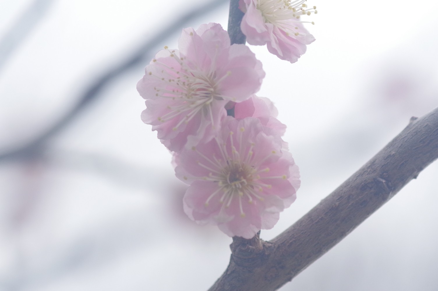 北九州の農場センターにて バスケットボ なかやんさんのモーメント Yamap ヤマップ