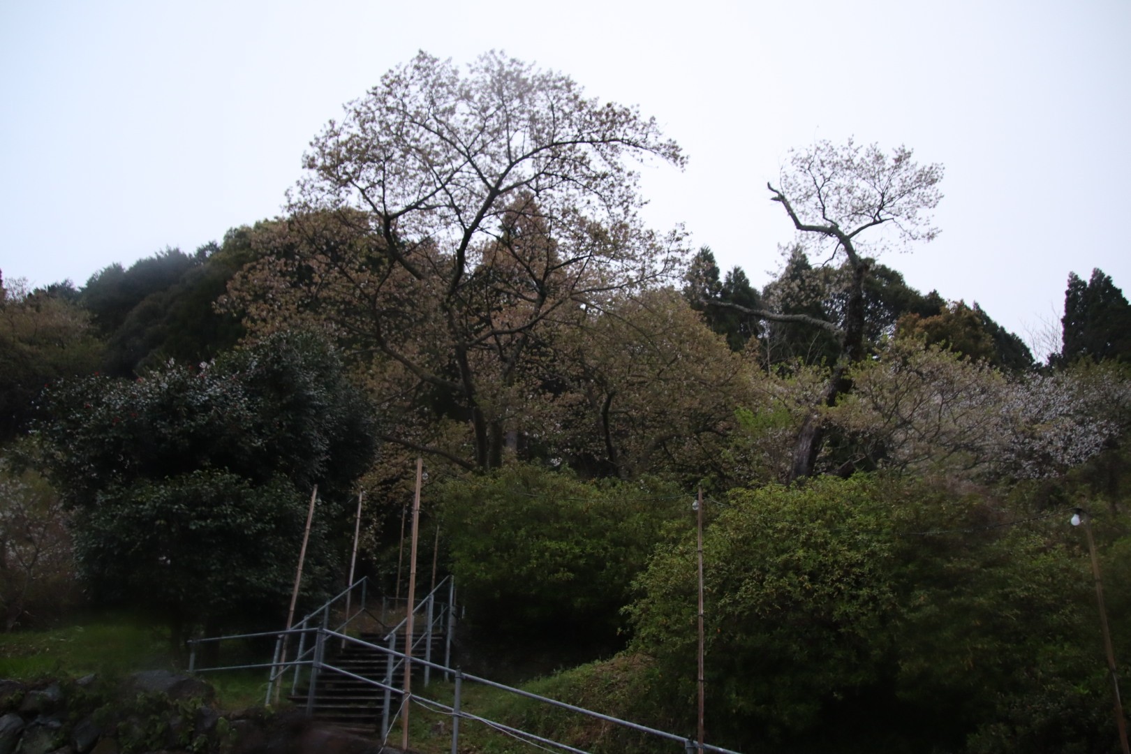 葉桜の明星桜 21 03 27 Toshiyaさんの伊万里市の活動データ Yamap ヤマップ