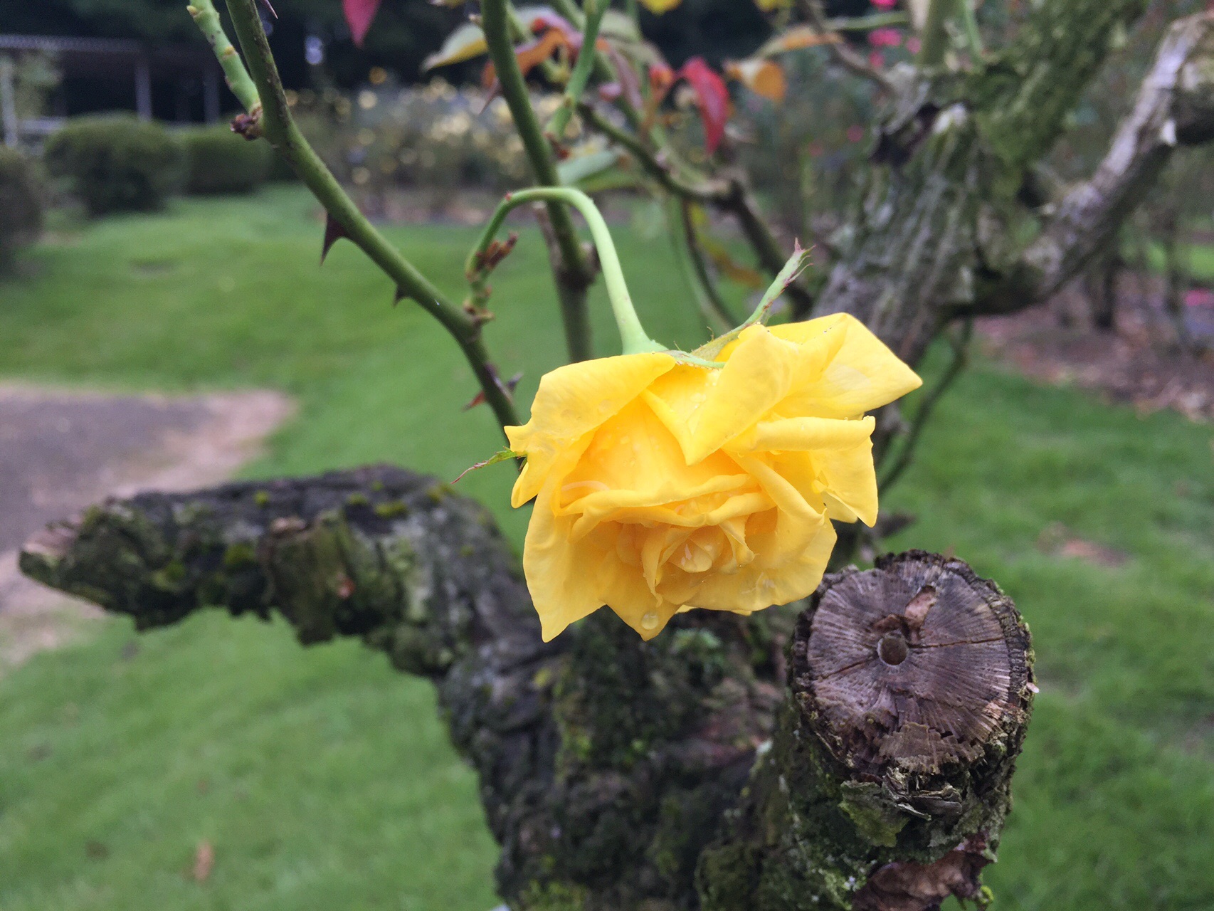黄色いバラ一輪 おまけのニオウシメジ 井頭公園 10 09 きのこ1951さんのウォーキングの活動データ Yamap ヤマップ