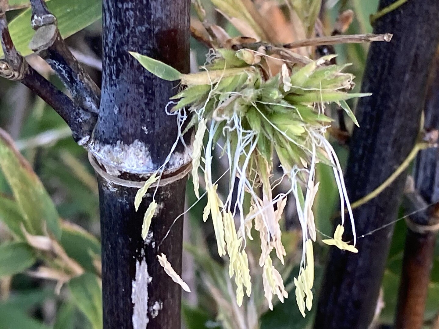120年に一度咲くクロチク（黒竹）の花... / hideさんのモーメント | YAMAP / ヤマップ