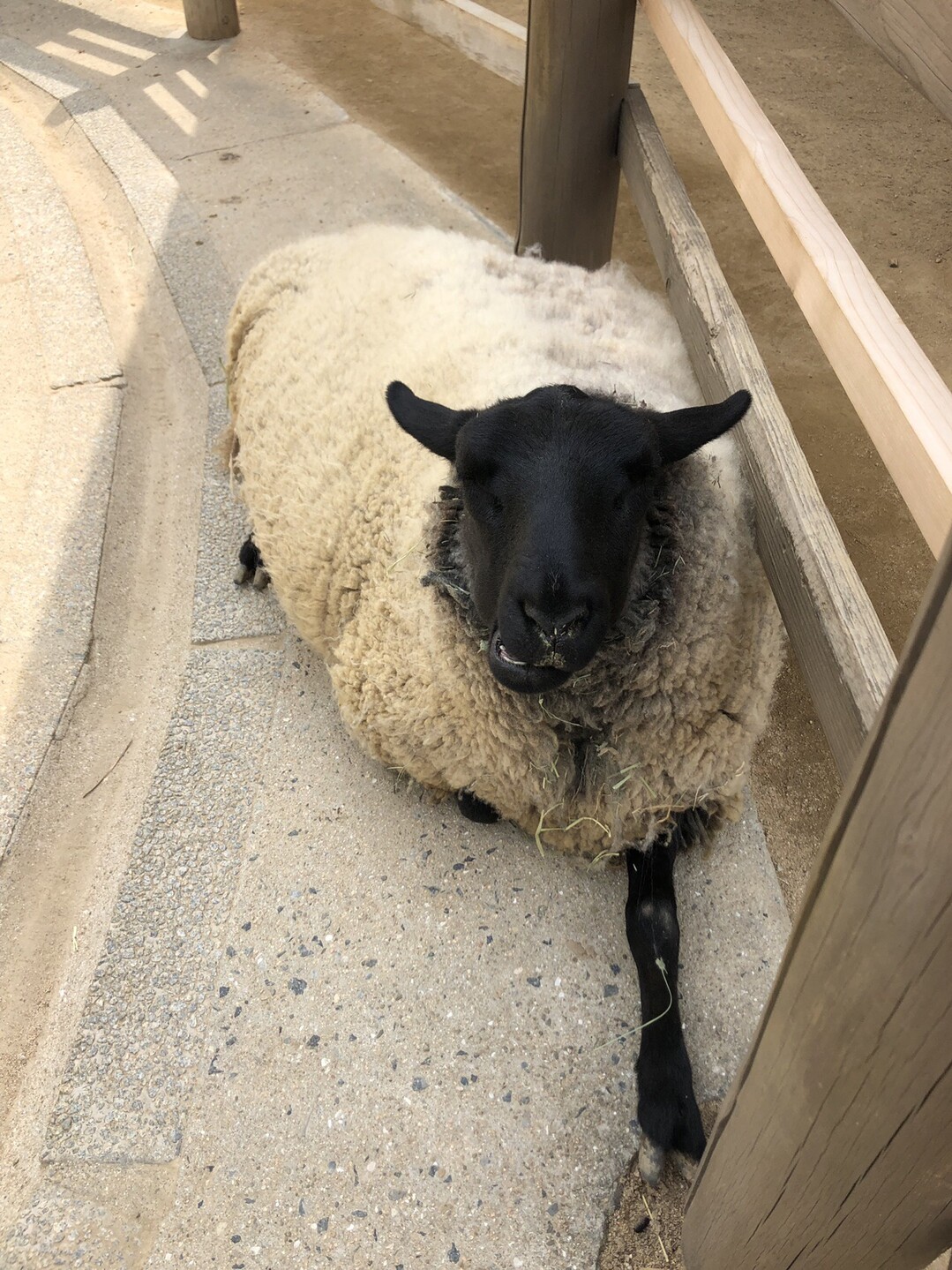 神戸市立王子動物園の春 Rootyさんの六甲山 長峰山 摩耶山の活動日記 Yamap ヤマップ