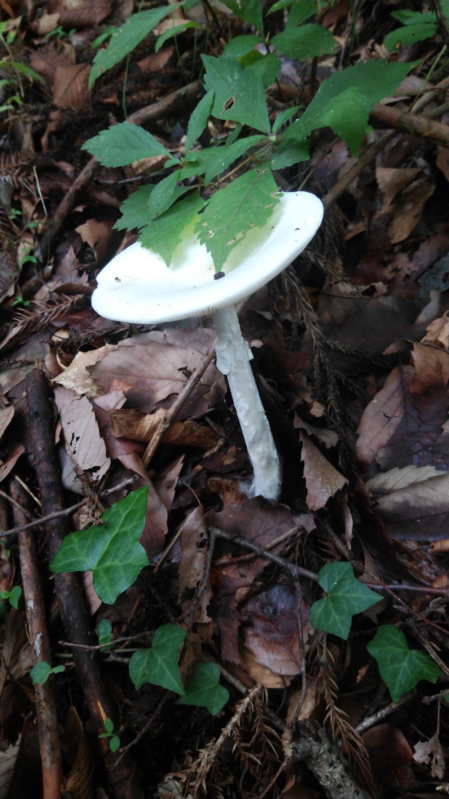 キノコの山 三毳山 みかも山 やまくらぶ 19 07 18 Kozukaさんの三毳山 みかも山 の活動日記 Yamap ヤマップ