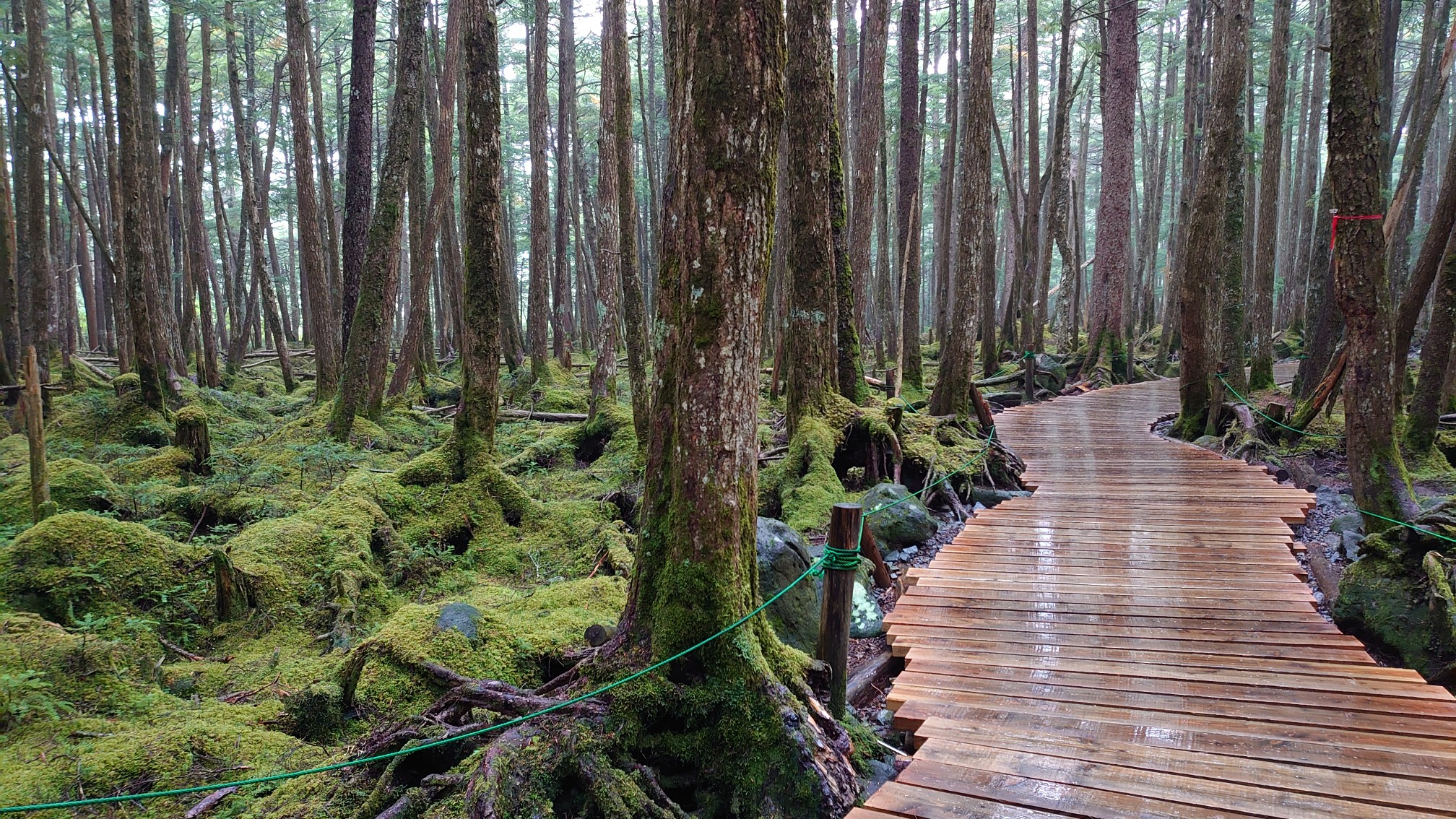北八ヶ岳 白駒池 テント泊 19 09 15 Mistジーコさんの蓼科山 横岳 縞枯山の活動データ Yamap ヤマップ