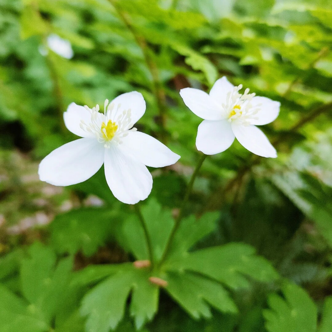 二輪草 何とも可愛らしい 花言葉は いっぷく さんのモーメント Yamap ヤマップ