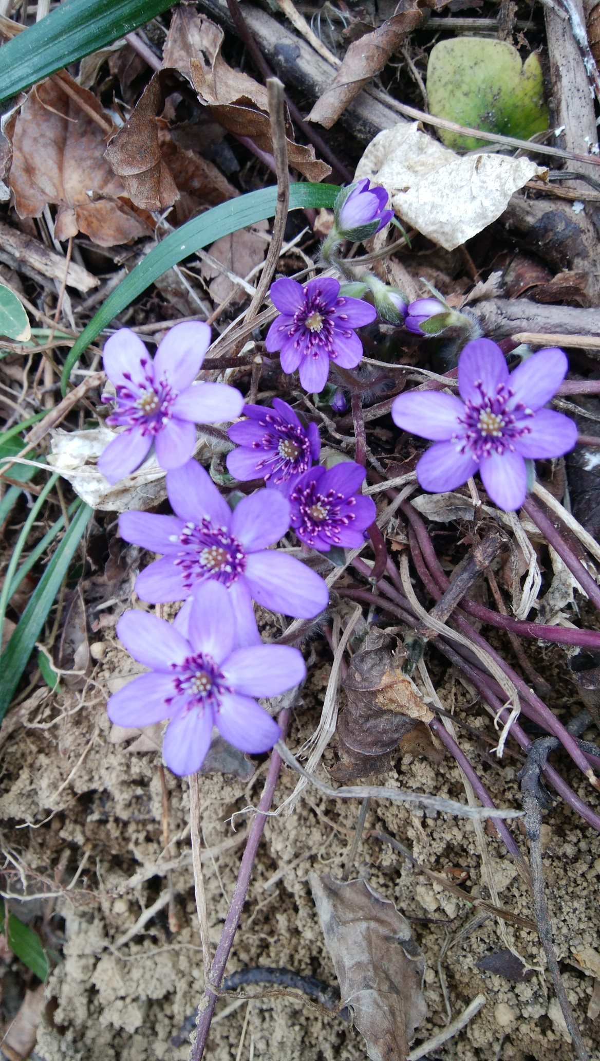 角田山 花めぐり 21 03 12 Oちゃんさんの角田山の活動データ Yamap ヤマップ