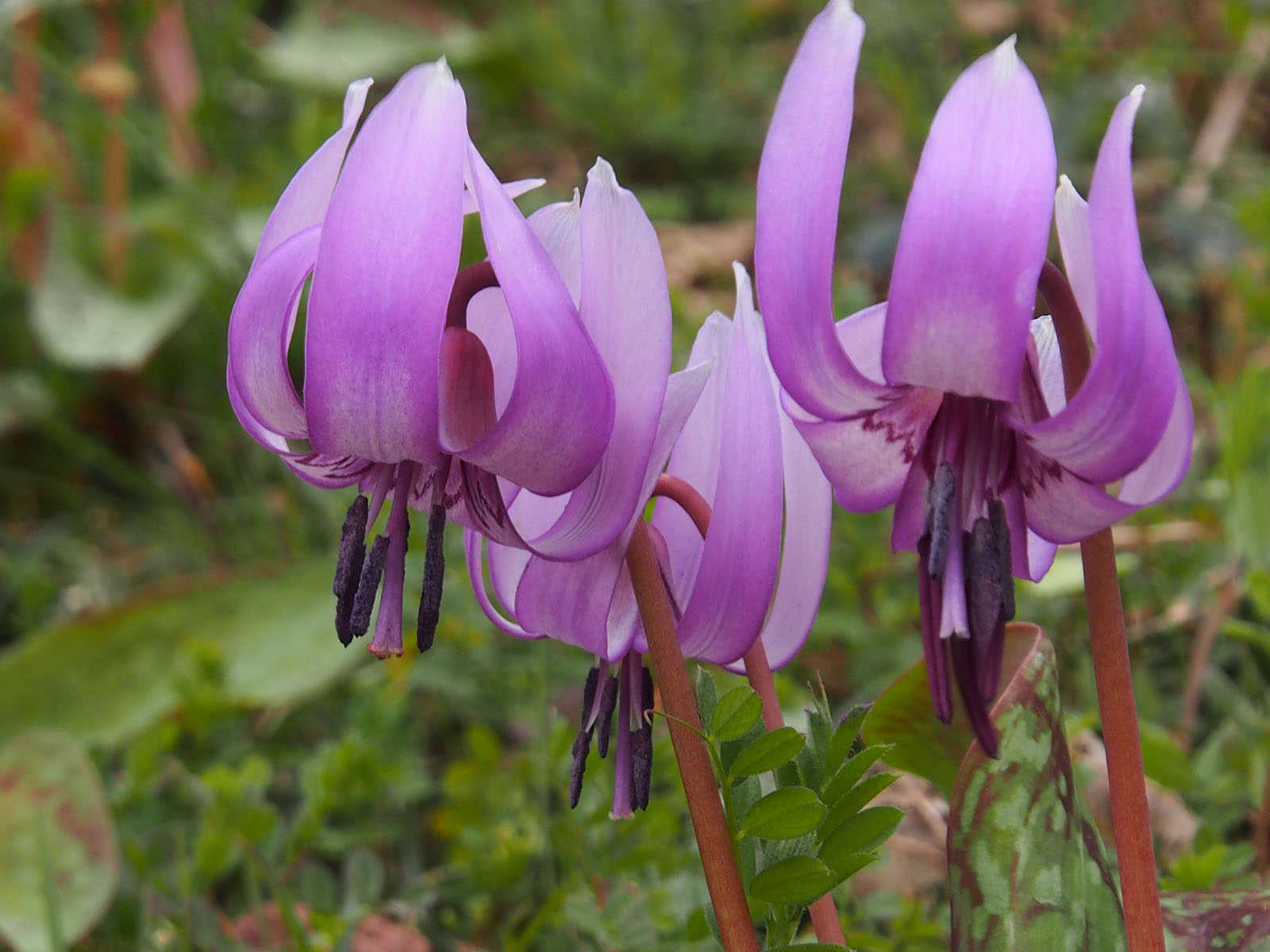 五葉湖湖畔とカタクリ山 はらっちさんの湖西連峰 石巻山 坊ヶ峰の活動データ Yamap ヤマップ