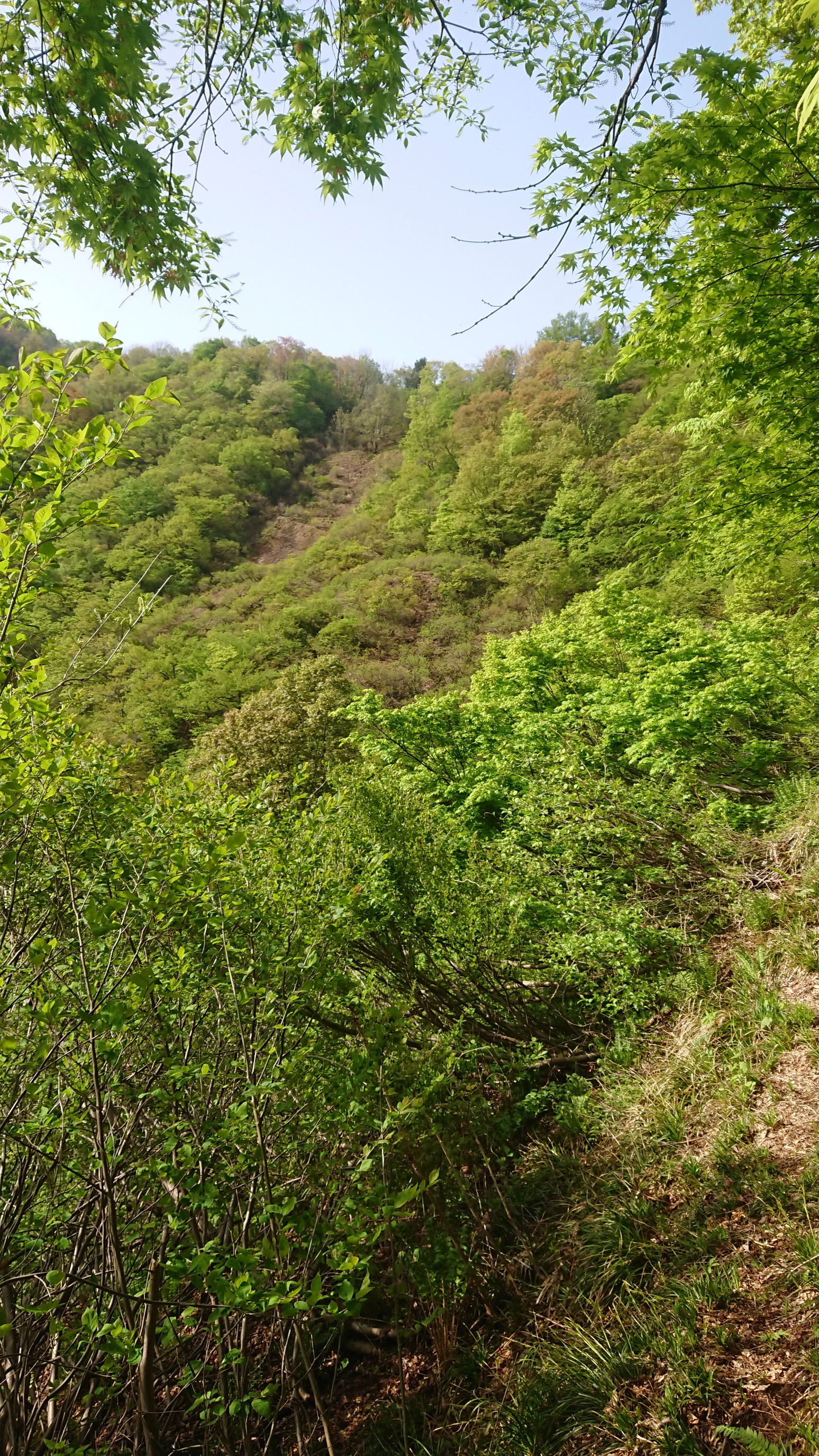 木六山・銀次郎山 中央稜線の黒いぽっちが山の神
手前の斜面に登山道が見えてます
そのうち茶色の部分が草で覆われてしまいます