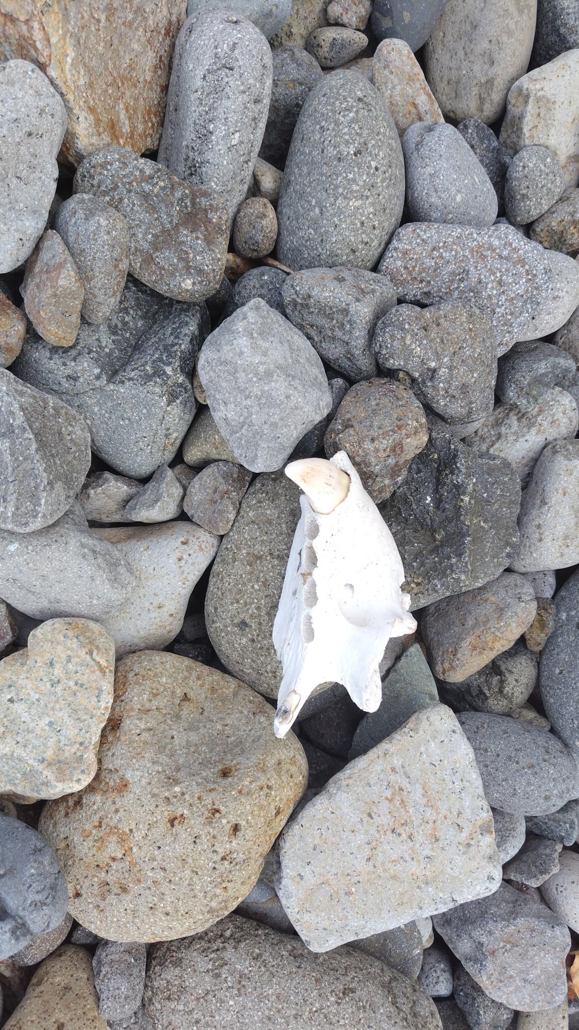 熊の顎の骨かな？
この後、本日の行動は12時間近くかかって知床岬からテント地へ帰還。