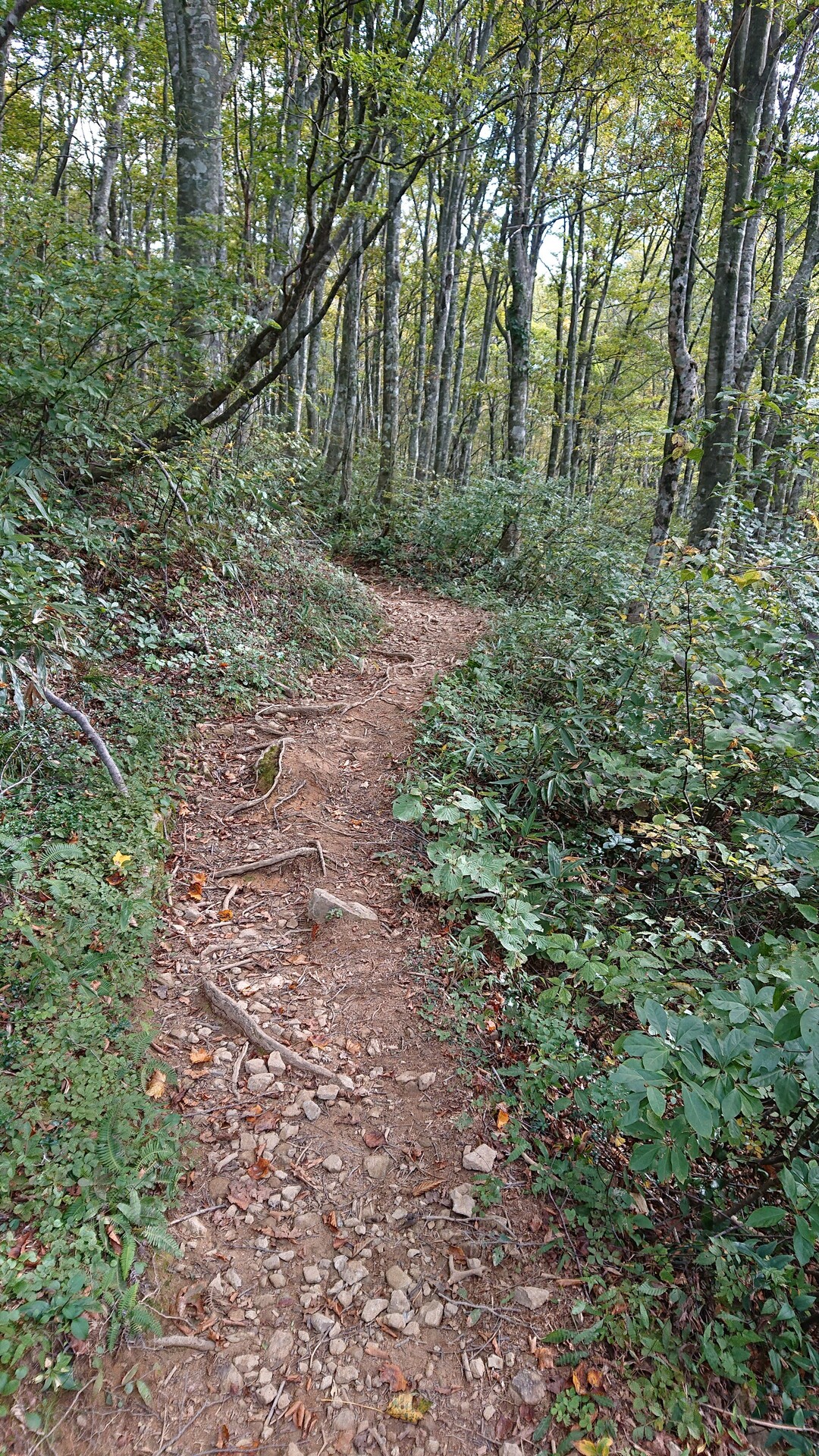 レイチェルさんの投稿したフィールドメモ YAMAP / ヤマップ