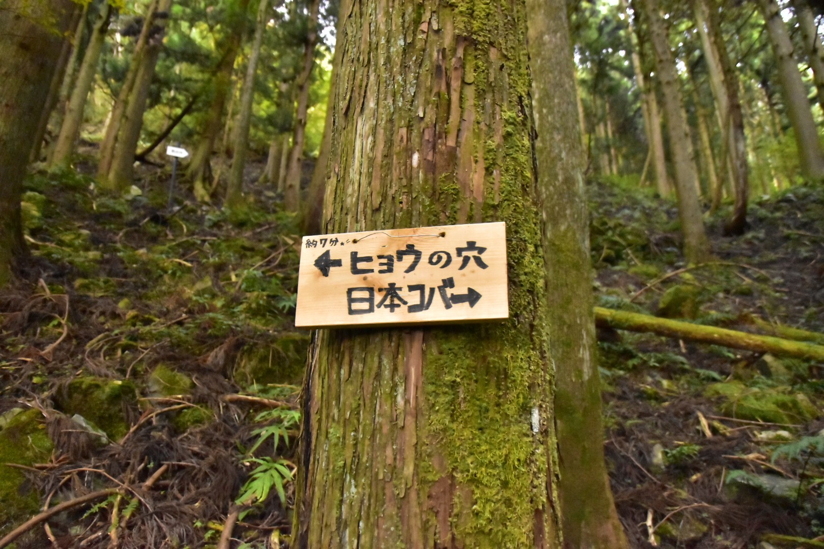 虎の穴とパンツの穴は知ってるけどー。 / TAMEさんの日本コバの活動データ YAMAP / ヤマップ