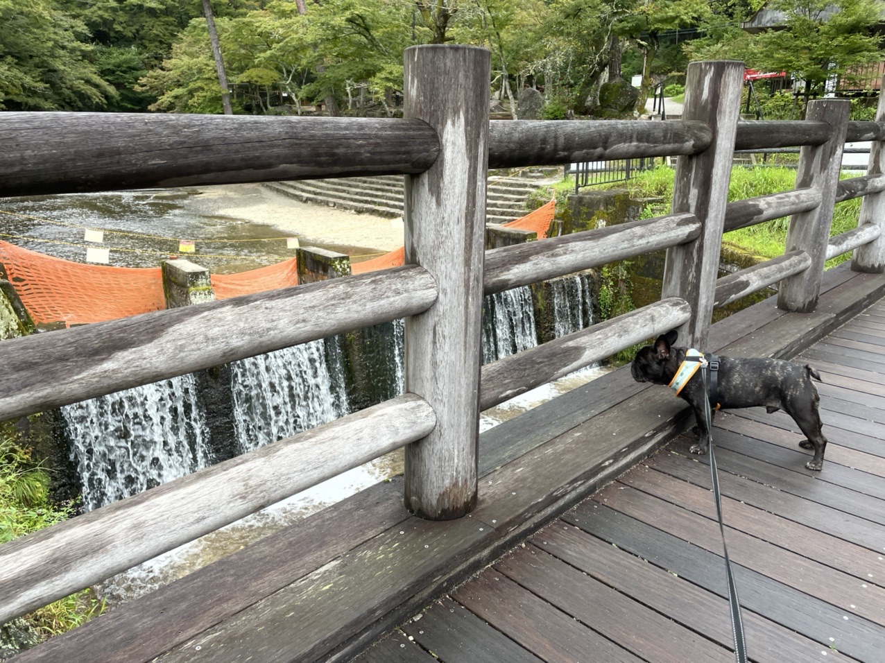 岩巣山 三国山 山と犬 H Tamariさんの岩巣山 三国山 折平山の活動日記 Yamap ヤマップ