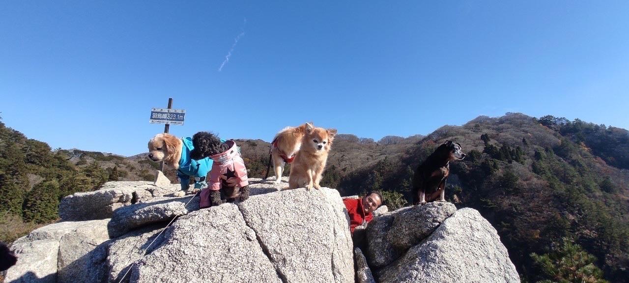 釈迦ヶ岳 ワンズも穏やかなお日様に照らされて