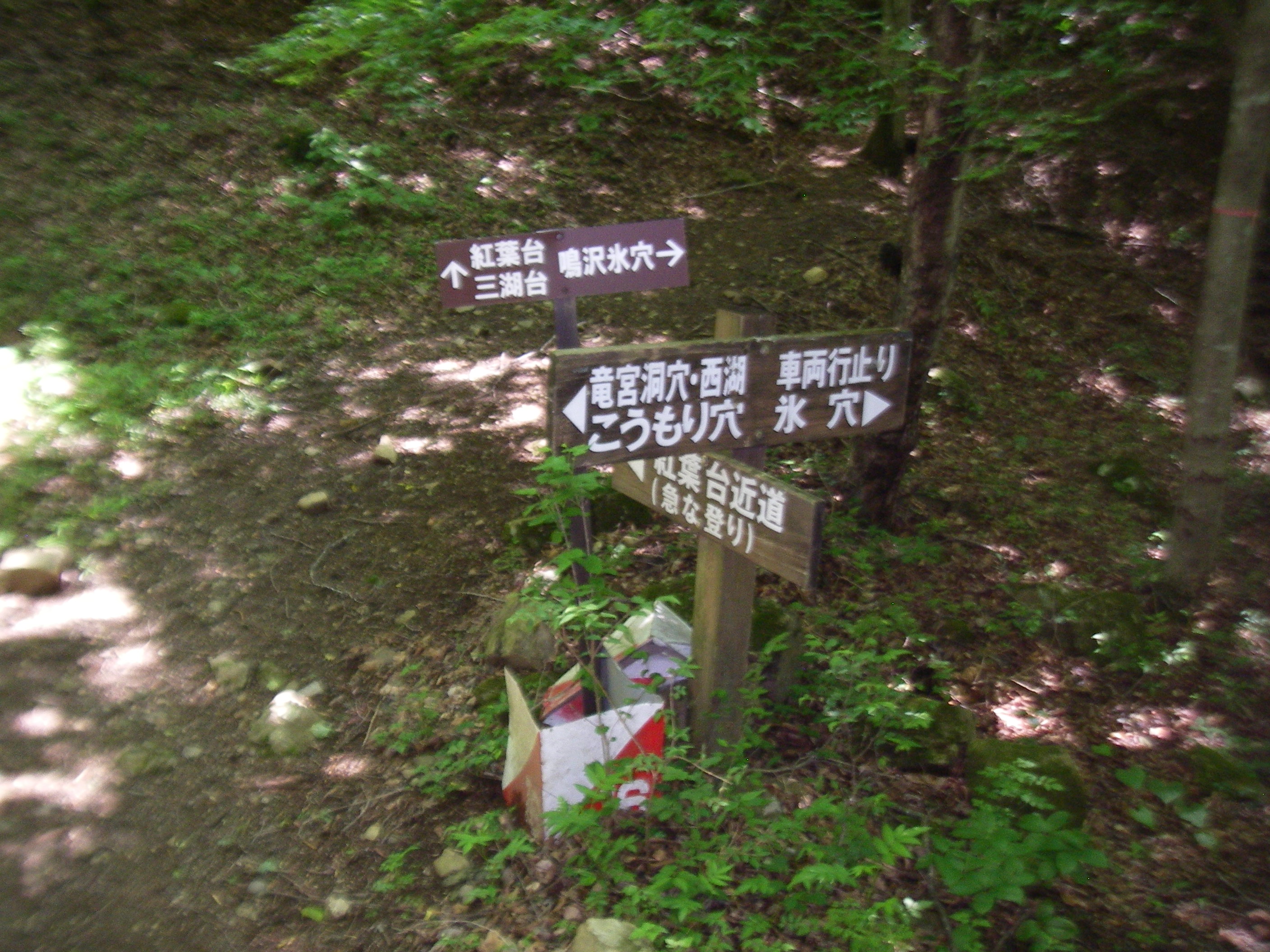 龍宮洞穴から紅葉台へ斜面を登る 間違えたかな Kiyoteruさんの鳴沢村の活動データ Yamap ヤマップ