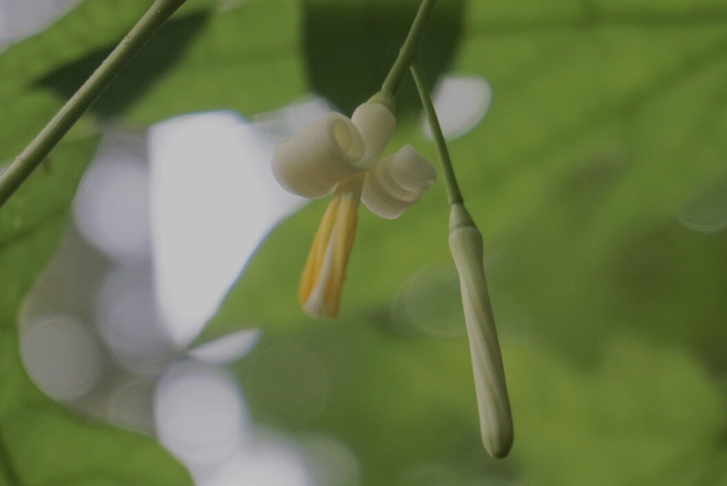 ちょと早かった モミジウリノキ / リリコさんの雷山・井原山の活動データ YAMAP / ヤマップ