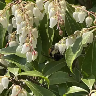 ハナバチがアセビの花に🐝
虫サンの季節になりました