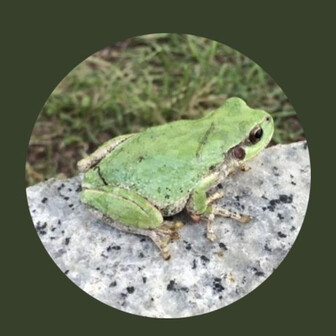だっちー