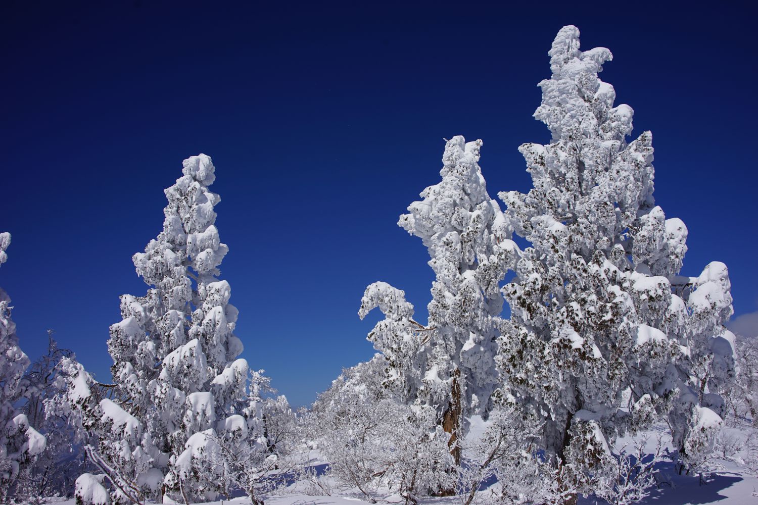氷ノ山ブルー スノーモンスターの迫力 ハマｋｂｔさんの氷ノ山 須賀ノ山 鉢伏山 瀞川山の活動日記 Yamap ヤマップ