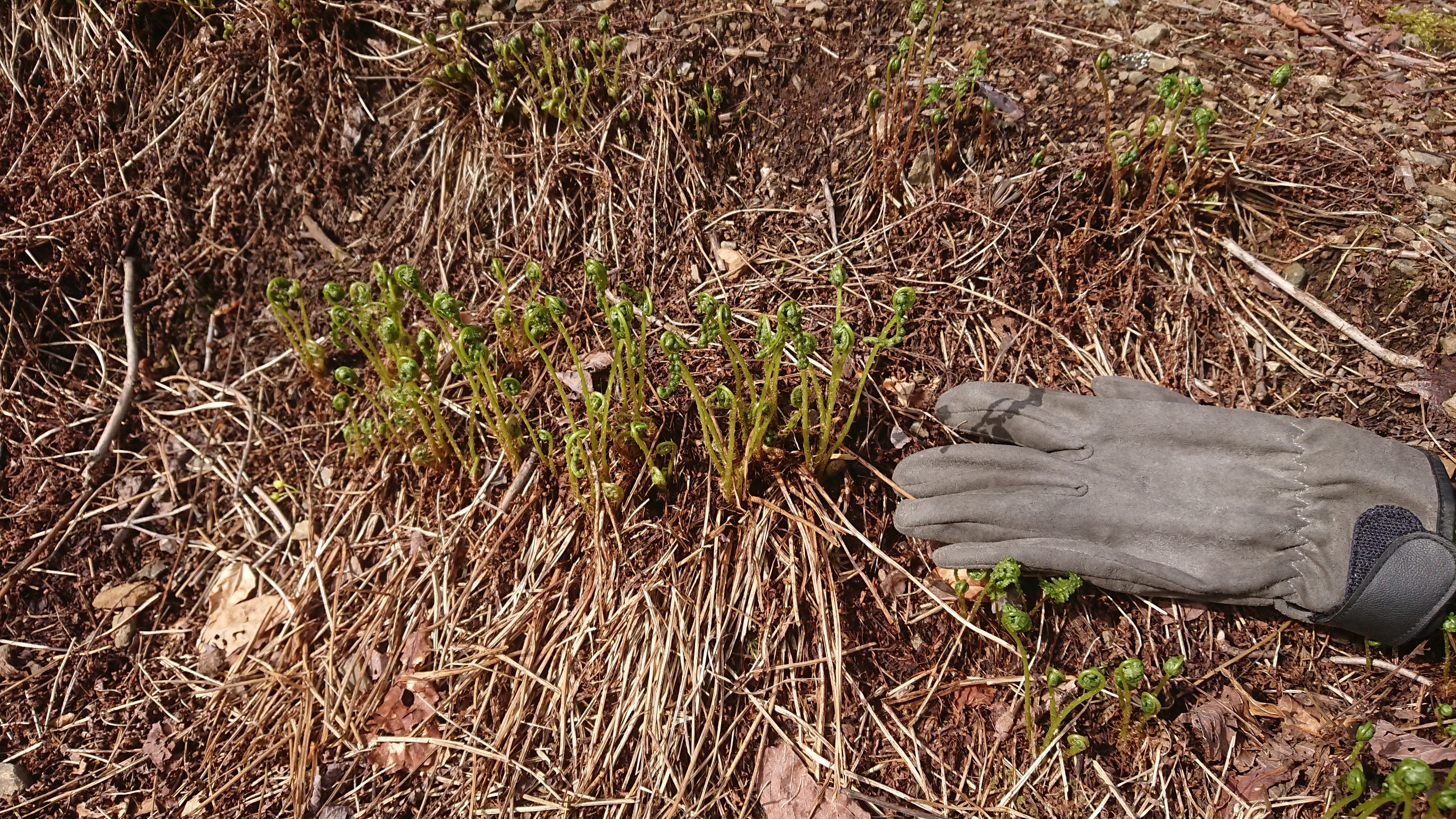 木六山・銀次郎山 この小さいのが大きくなって登山道を覆ってしまいます