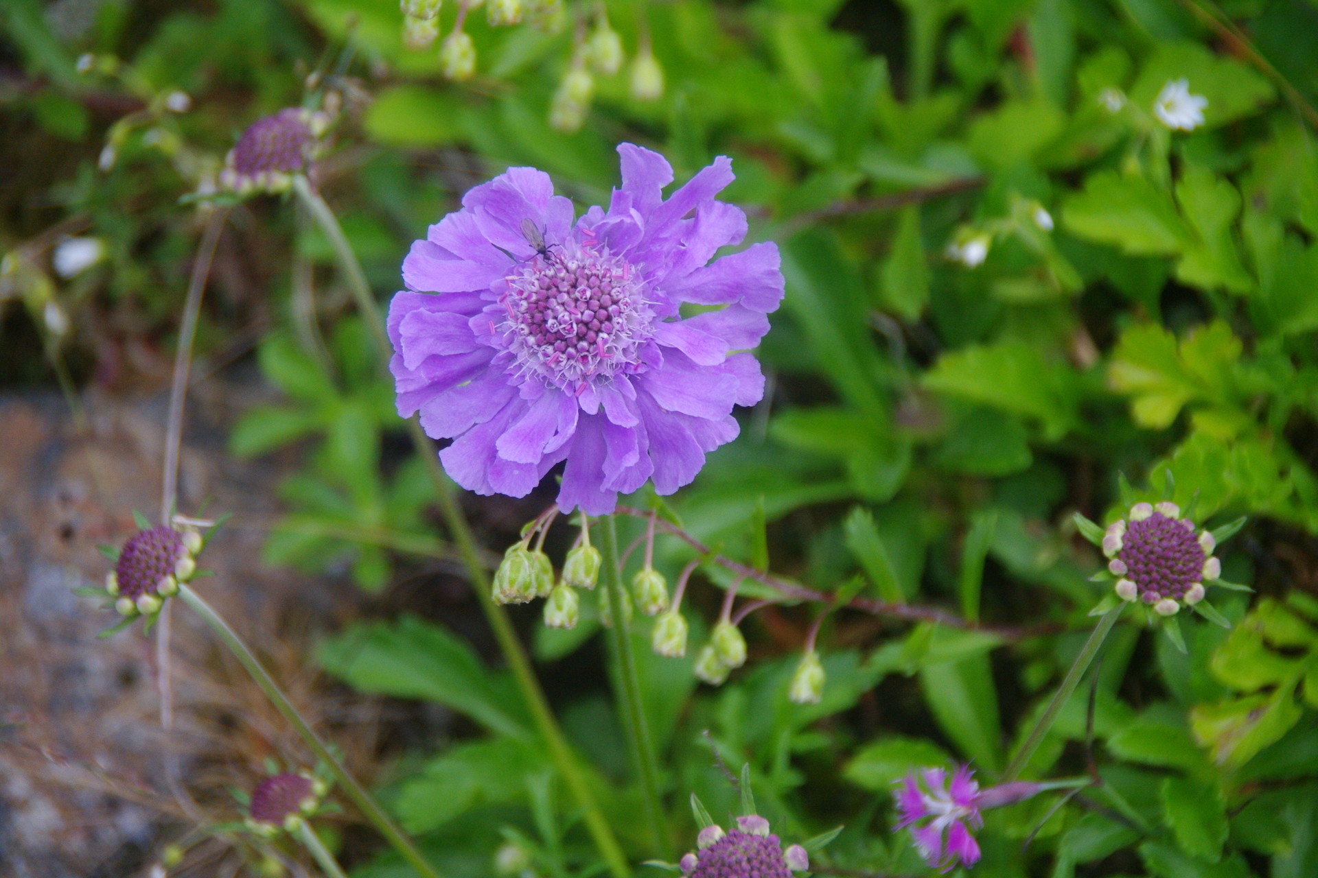 悪沢岳 荒川岳 赤石岳 高山植物編 椹島 千枚小屋 泊 千枚岳 悪沢岳 荒川 中岳 赤石岳 赤石小屋 泊 椹島 ヤマノボラー Minaphmさんの荒川岳 東岳 悪沢岳 前岳 中岳 赤石岳の活動日記 Yamap ヤマップ