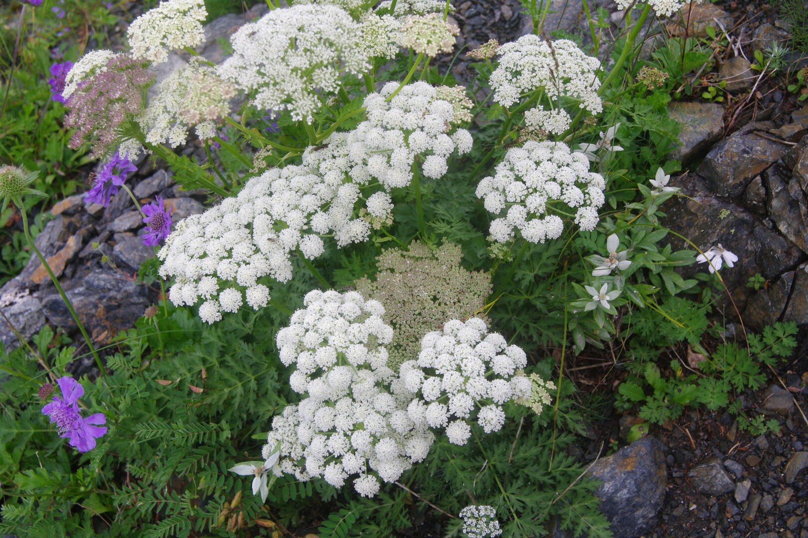 悪沢岳 荒川岳 赤石岳 高山植物編 椹島 千枚小屋 泊 千枚岳 悪沢岳 荒川 中岳 赤石岳 赤石小屋 泊 椹島 荒川岳 東岳 悪沢岳 前岳 中岳 赤石岳の写真25枚目 タカネイブキボウフウ 間 セリ科 Yamap ヤマップ