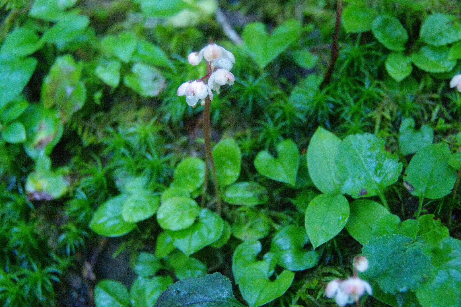悪沢岳 荒川岳 赤石岳 高山植物編 椹島 千枚小屋 泊 千枚岳 悪沢岳 荒川 中岳 赤石岳 赤石小屋 泊 椹島 荒川岳 東岳 悪沢岳 前岳 中岳 赤石岳の写真59枚目 コバノイチヤクソウ イチヤクソウ科 Yamap ヤマップ