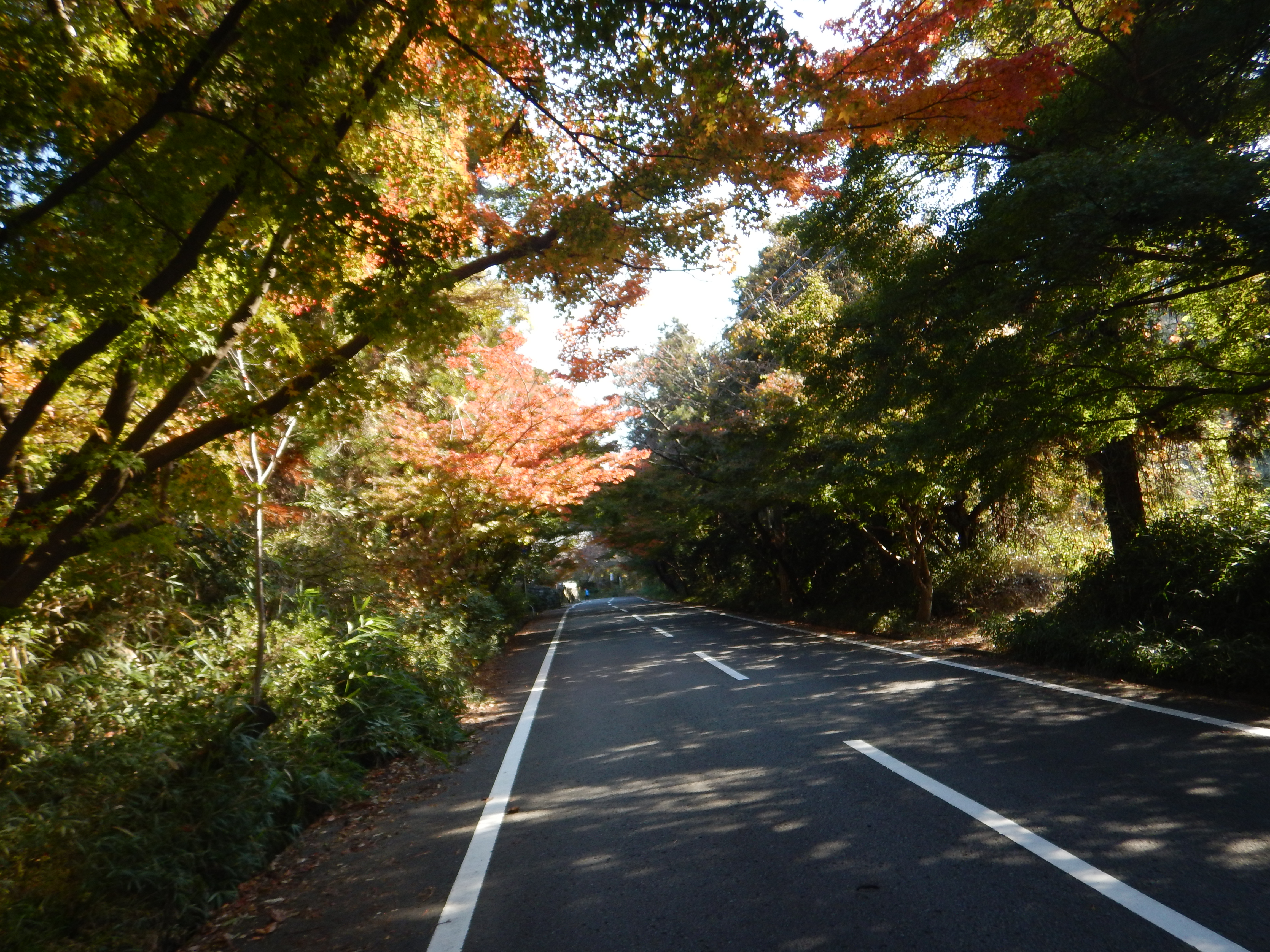 自宅から和歌山県植物公園 緑花センターまでサイクリング なかむらさんの和歌山市の活動日記 Yamap ヤマップ