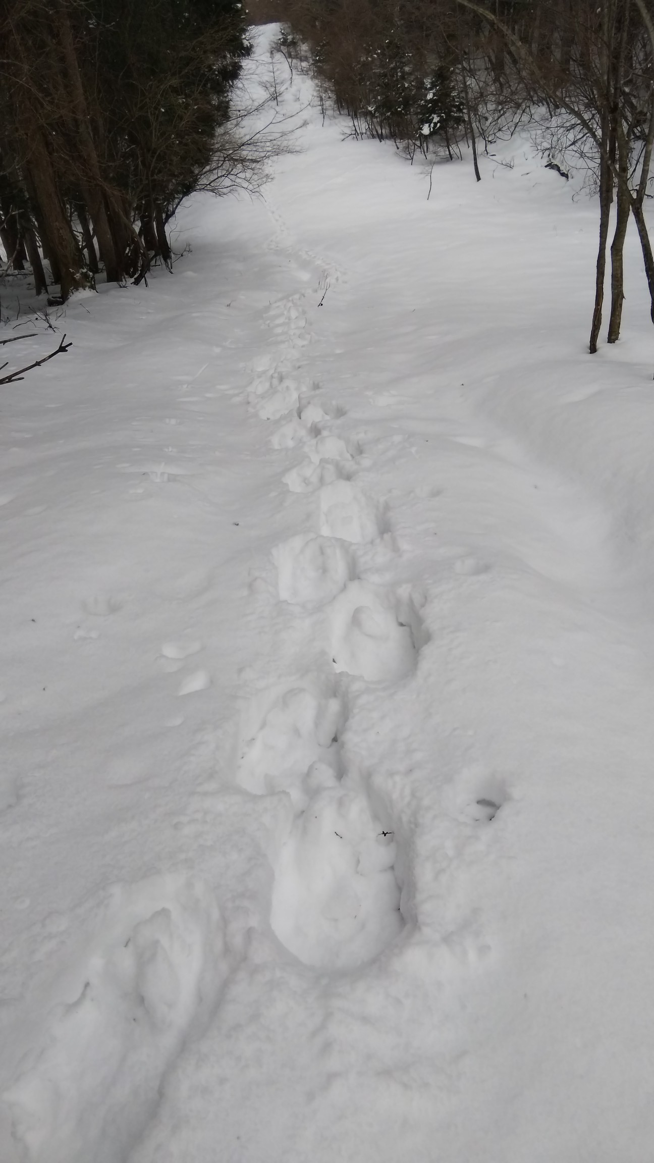 新雪、ラッセル～ガンバ👊😆🎵