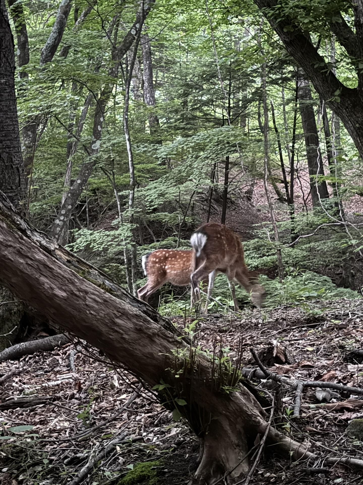 皇海山・袈裟丸山・庚申山 登山道すぐ脇で鹿🦌さんが草を喰んでました。