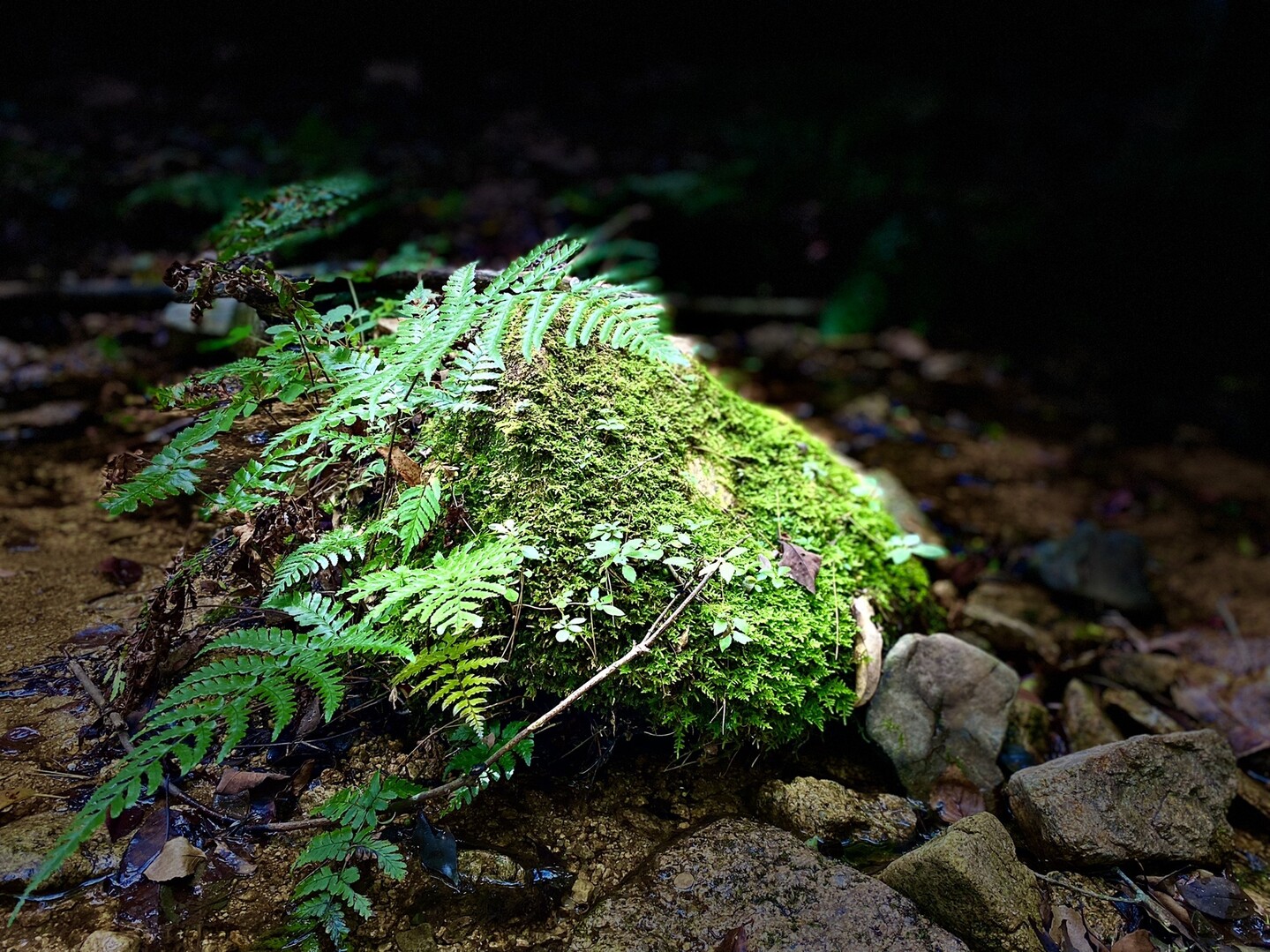 鷲林寺から観音山へ。 登山者少なく、山道... / ゲルマン博士さんのモーメント YAMAP / ヤマップ