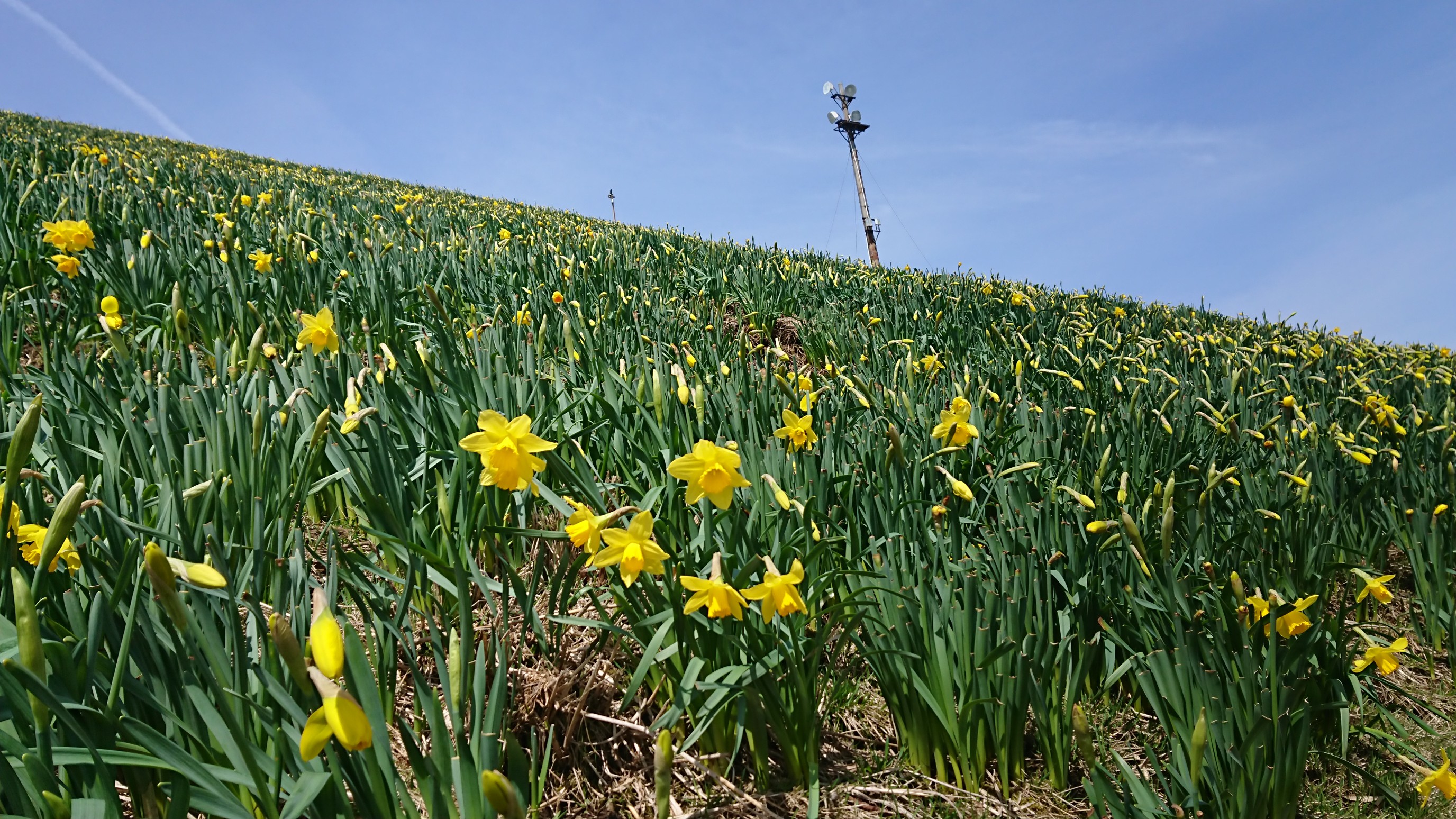 びわ湖バレイの水仙 と琵琶湖テラス やっぴいさんの比良山地 武奈ヶ岳 釈迦岳の活動データ Yamap ヤマップ