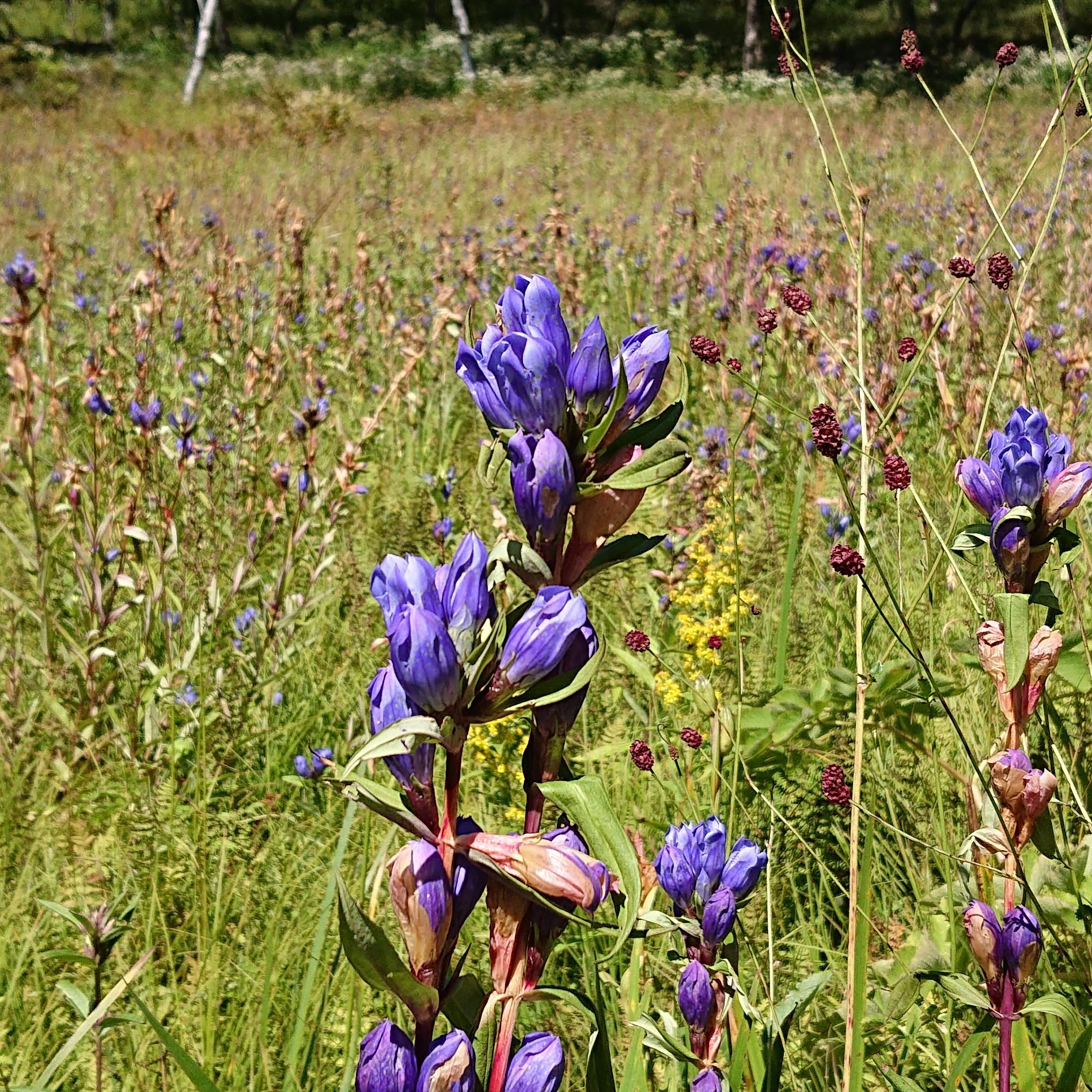 入笠山 秋の花散歩 バジ公さんの入笠山の活動データ Yamap ヤマップ