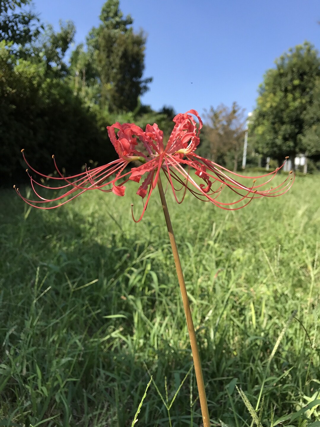 京王線若葉台からよこやまの道へ ずおずおむさんの多摩 よこやまの道の活動日記 Yamap ヤマップ