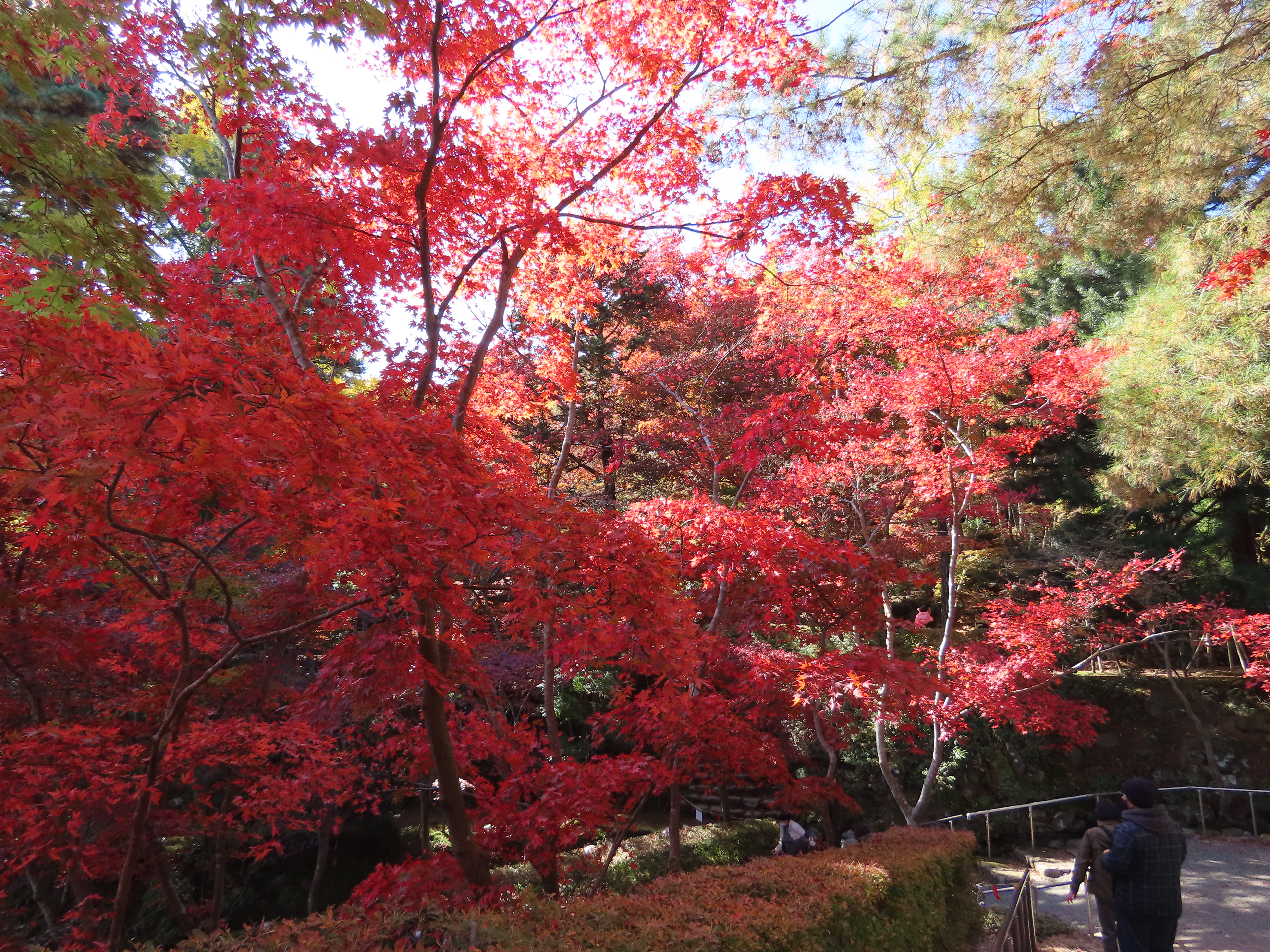 柏崎松雲山荘 赤坂山公園 11 15 んがおダンナさんの柏崎市の活動データ Yamap ヤマップ