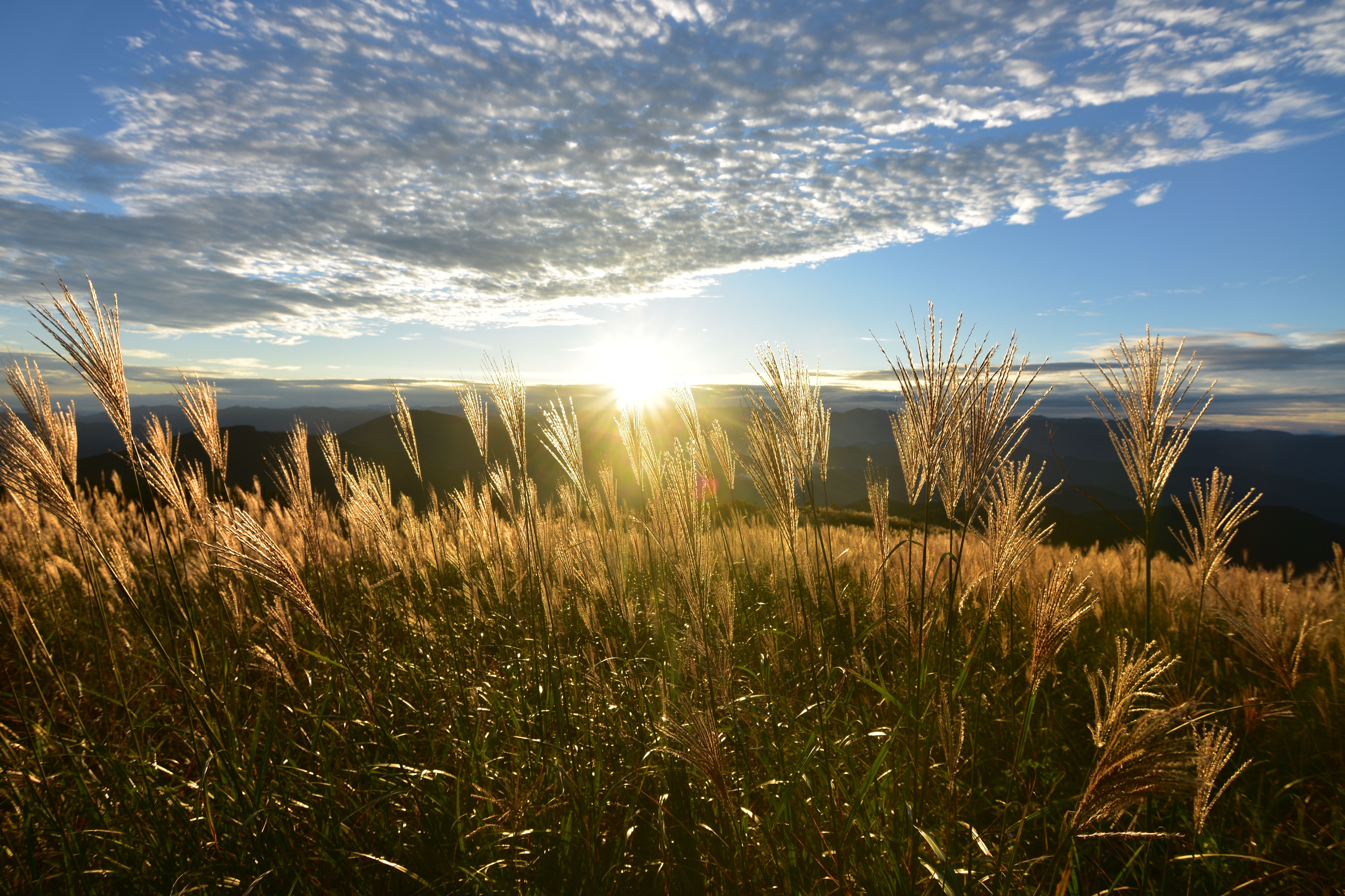 ススキ祭り生石高原 からの 南紀観光 ジュッピーさんの生石ヶ峰 生石高原の活動データ Yamap ヤマップ