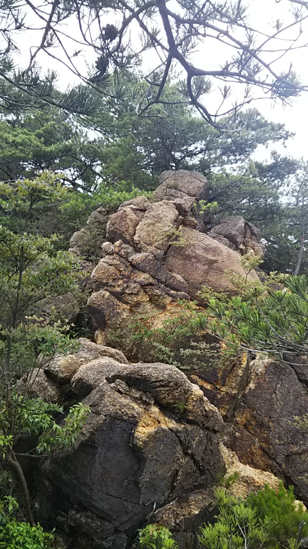 古寺山縦走路から六甲アルプスへ 六甲山 長峰山 摩耶山 19 07 07 ハクハツさんの六甲山 長峰山 摩耶山の活動データ Yamap ヤマップ
