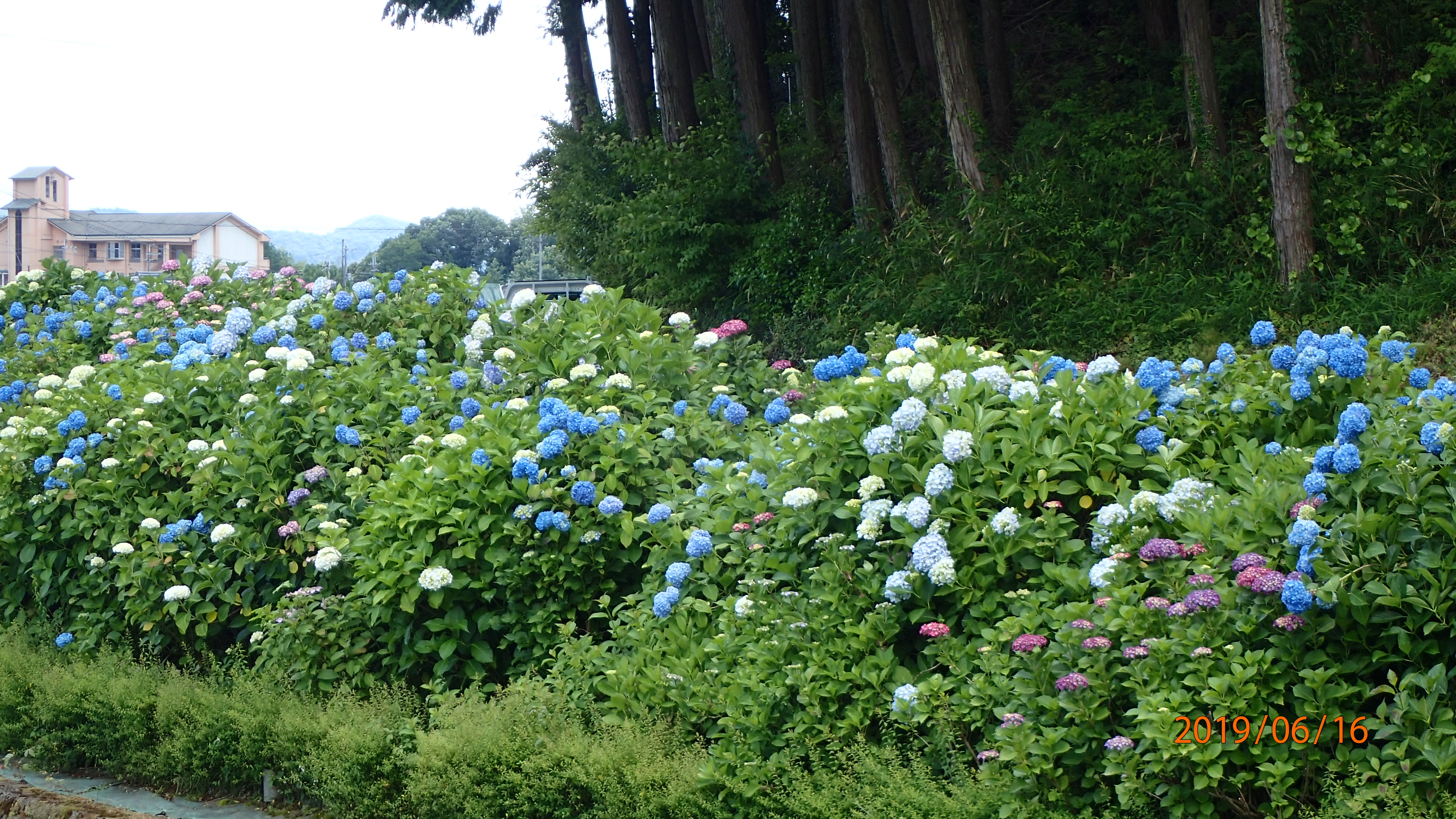 福崎町 醫王寺のササユリ 應聖寺とあじさいの小道 Sakiさんの福崎町 加西市 姫路市北部の活動日記 Yamap ヤマップ