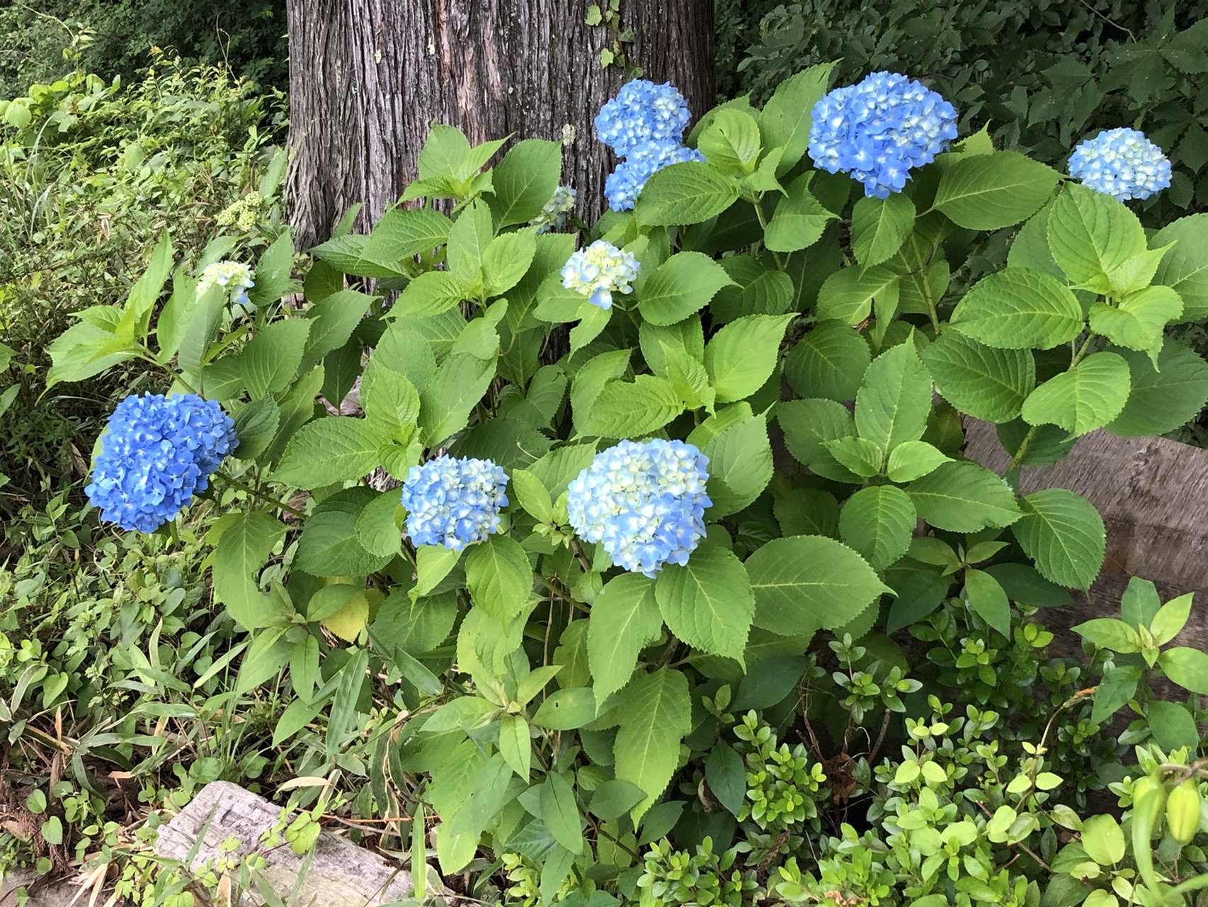 山百ハント 道志サーキット 鳥ノ胸 菜畑 今倉 めっちょさんの大室山 畦ヶ丸山 菰釣山の活動日記 Yamap ヤマップ