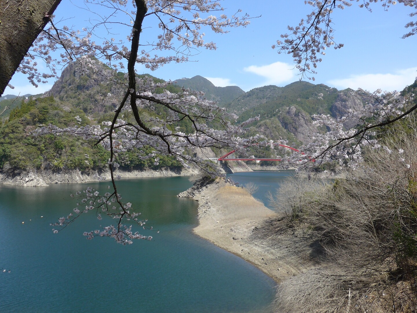 202115日向神ダムの桜 2021... / しげじーさんのモーメント YAMAP / ヤマップ