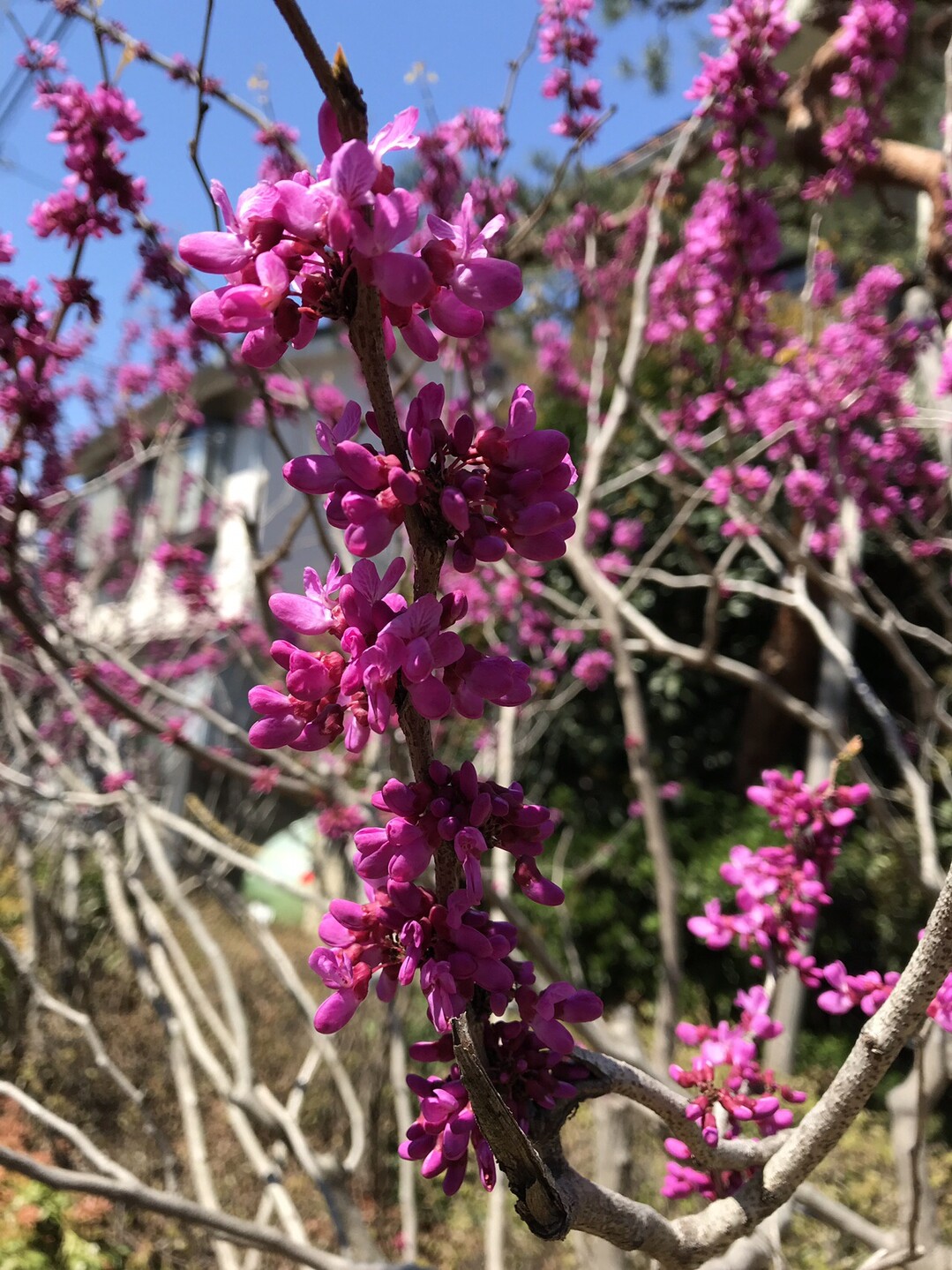 砧公園の桜と春の花を楽しむ 東京都23区 西エリアの写真1枚目 ハナズオウ 花期3 4月 葉が出てくる前 Yamap ヤマップ