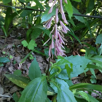 高尾山・陣馬山・景信山 サイハイラン