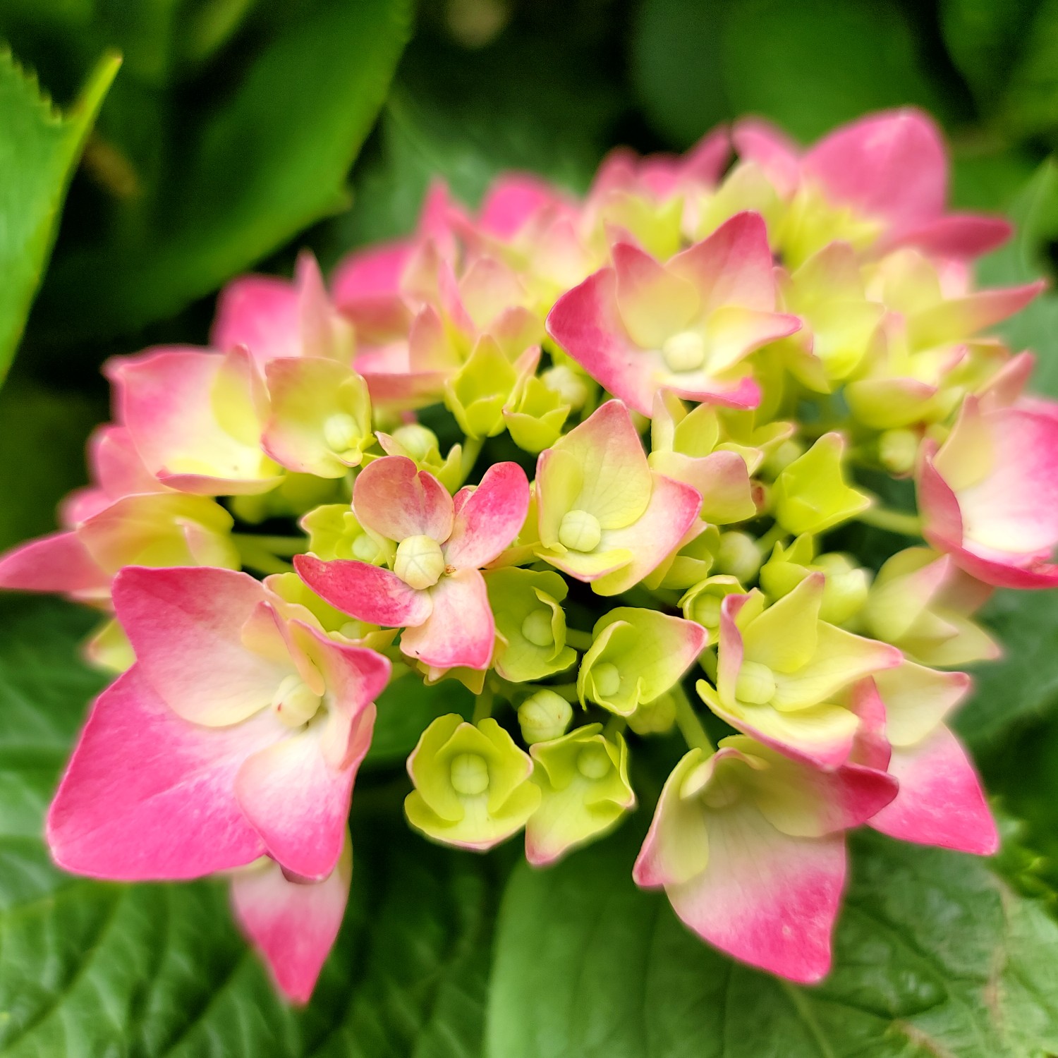 先日のヒメシヤラモドキさんのレポみて紫陽花と遠見番山 ４つ葉のクローバーさんの矢筈岳 諸正岳 鹿児島県日置市 の活動データ Yamap ヤマップ