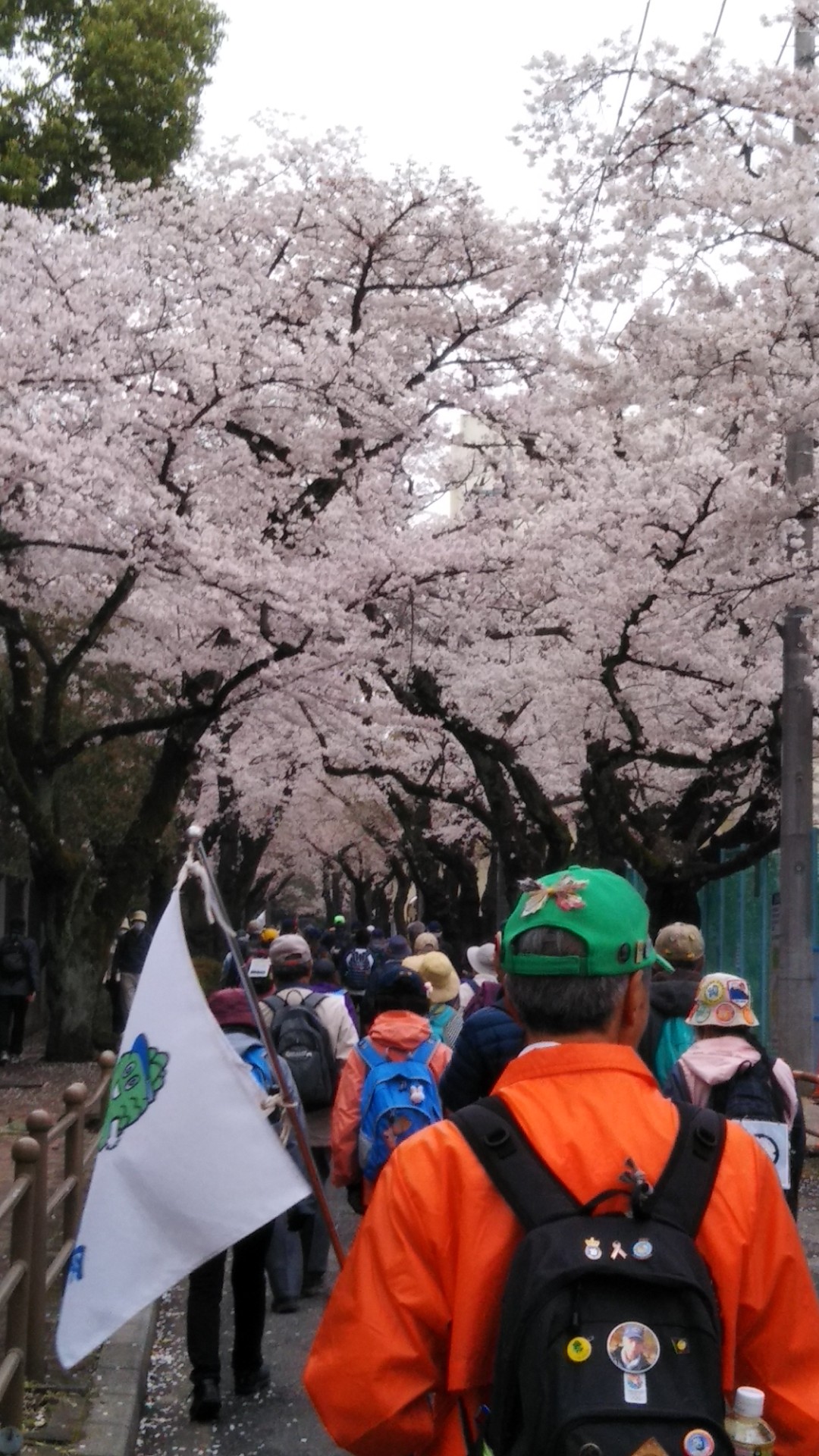 桜満開の真間川周遊 市川市 19 03 31 仁仁さんの市川市の活動データ Yamap ヤマップ
