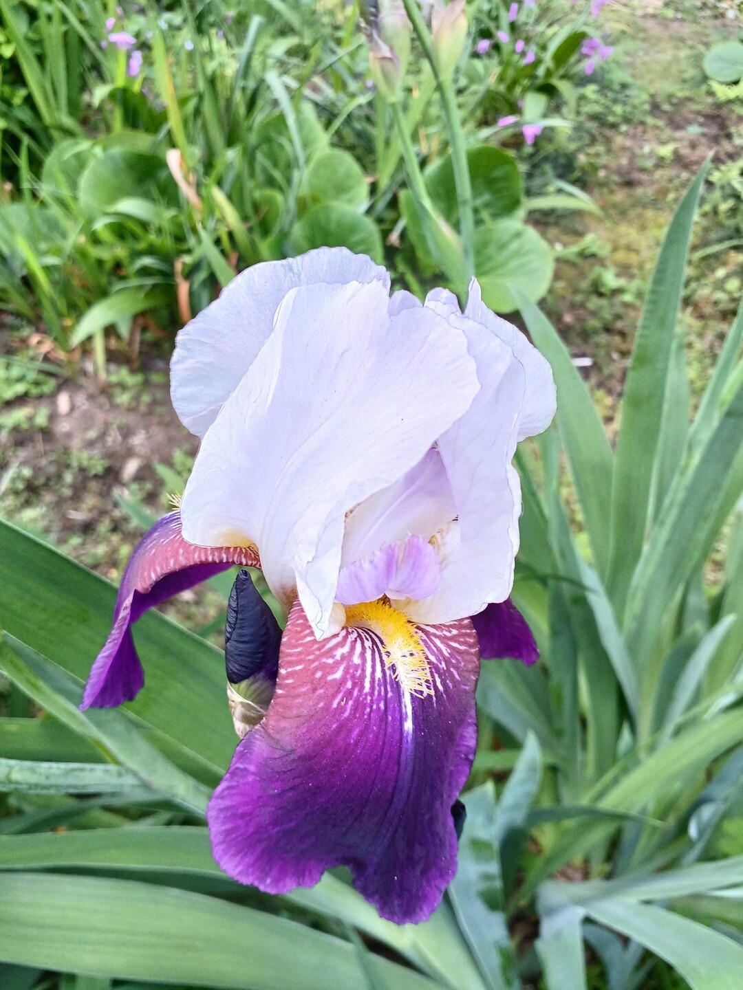 ジャーマンアイリス(ドイツアヤメ)💠 / hiroさんのモーメント YAMAP / ヤマップ