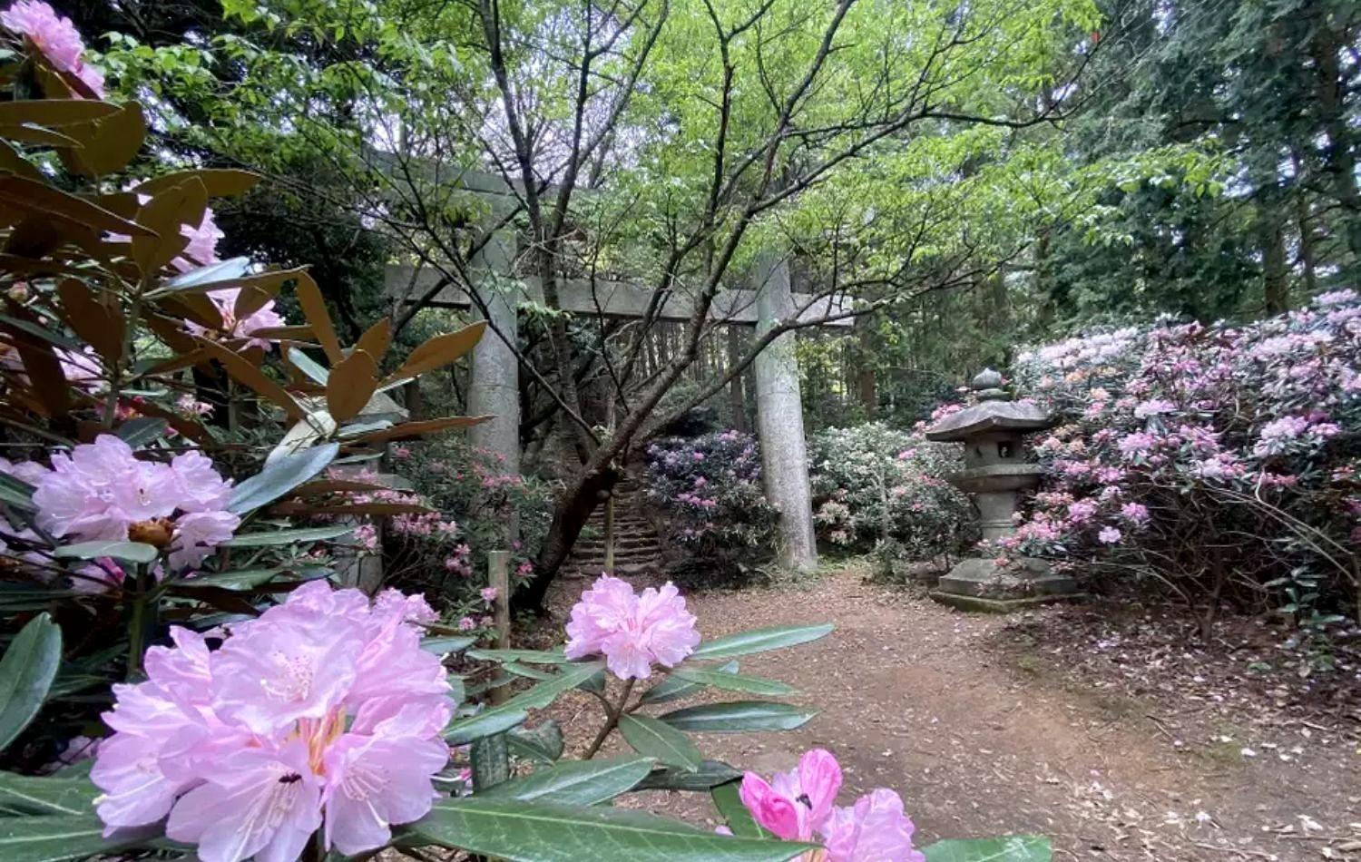 宝満山｜ツクシシャクナゲが咲き乱れる風景を蘇らせるために