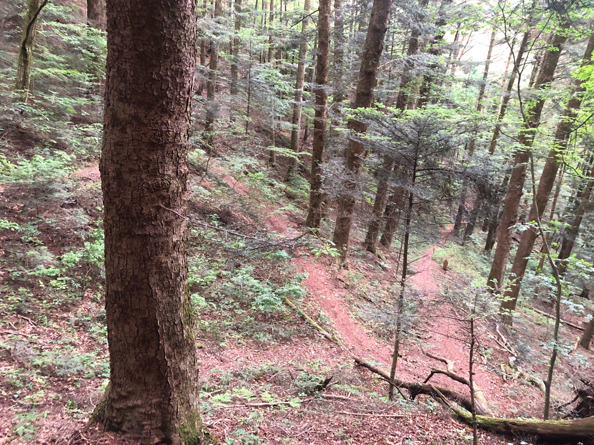 杉、林の間遠縫うような道