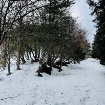 蘇武岳 何回も林道と交差する！
足元の雪は水分たっぷりで歩きにくい😫