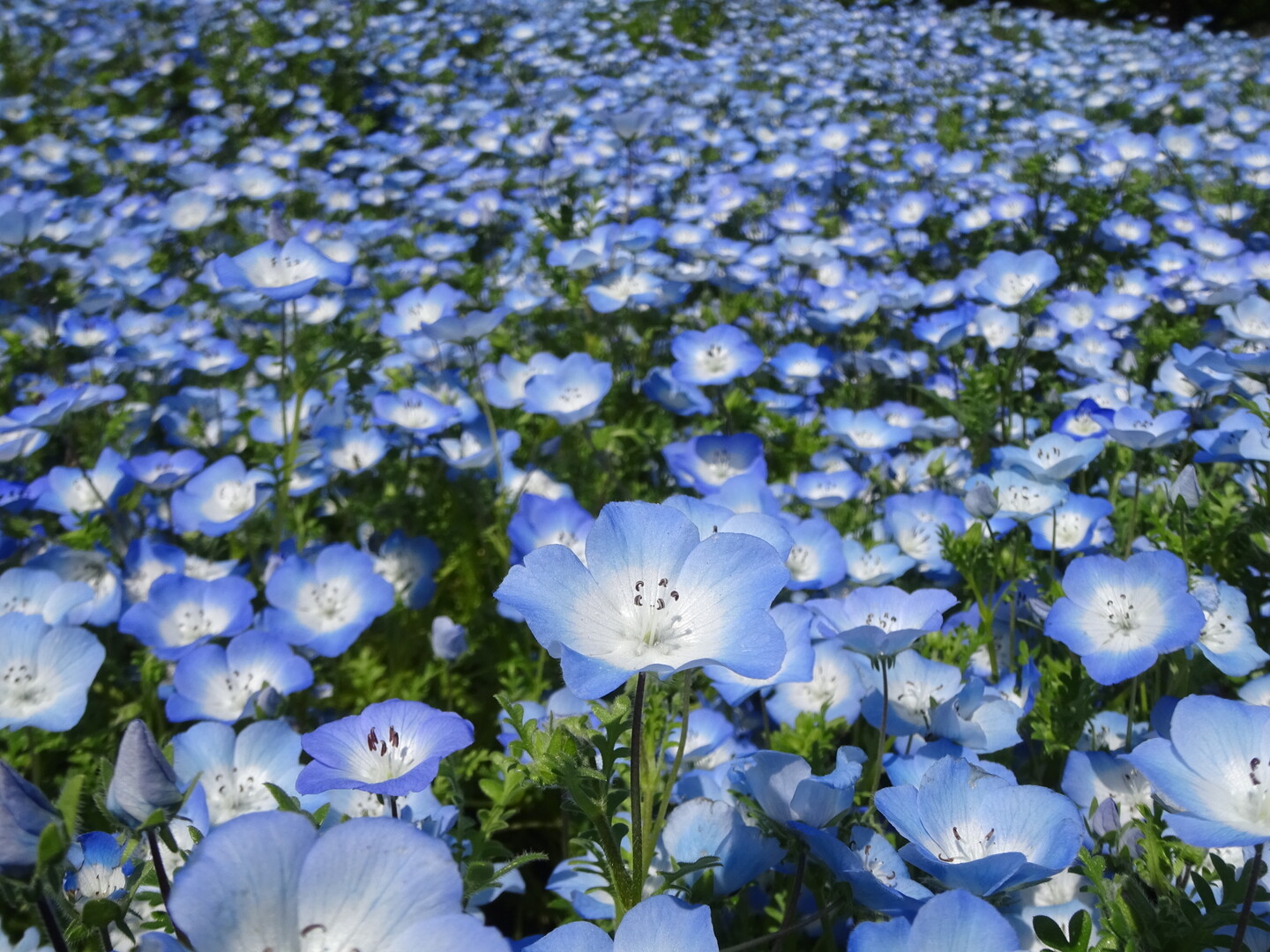 国営昭和記念公園 ずおずおむさんの東京都23区 西エリアの活動日記 Yamap ヤマップ