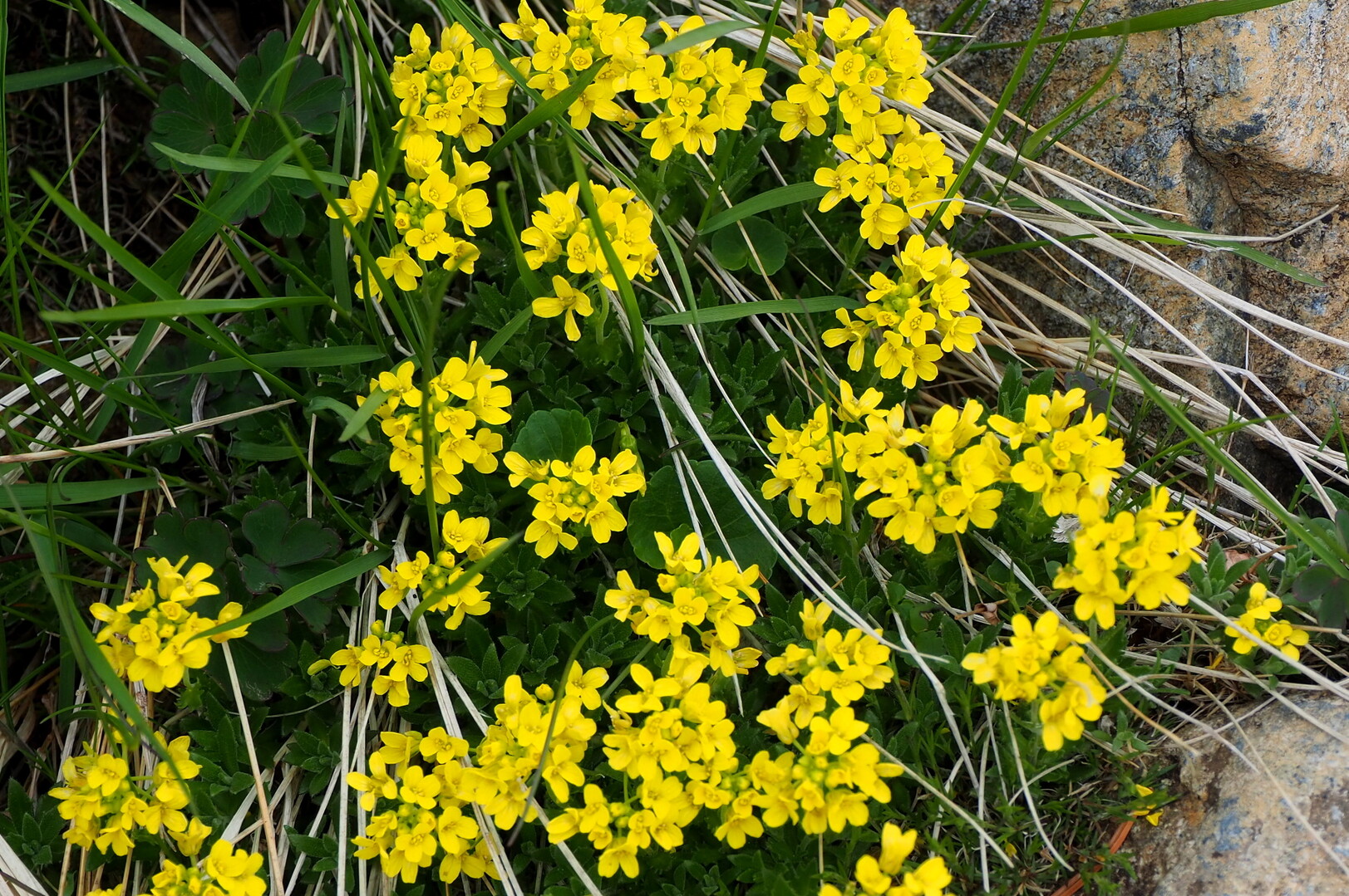 早池峰山 ひでジイさんの早池峰山 薬師岳 鶏頭山の活動日記 Yamap ヤマップ