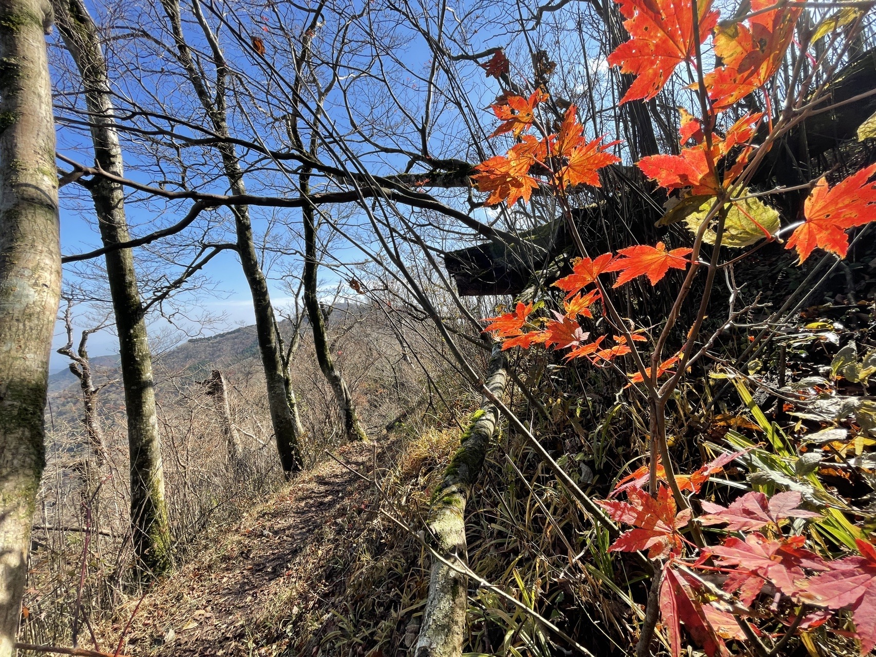 高度を下げる紅葉前線を追って縦走路をゆく 御前岳 釈迦岳周回 スノーピーク奥日田 Yoshirinkさんの釈迦岳 御前岳の活動データ Yamap ヤマップ