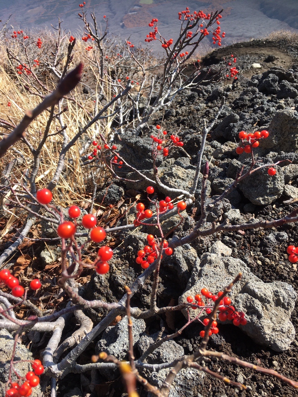 岩手山 天気最高 旧道キツイ 危険 Orpさんの岩手山 黒倉山 鞍掛山の活動データ Yamap ヤマップ